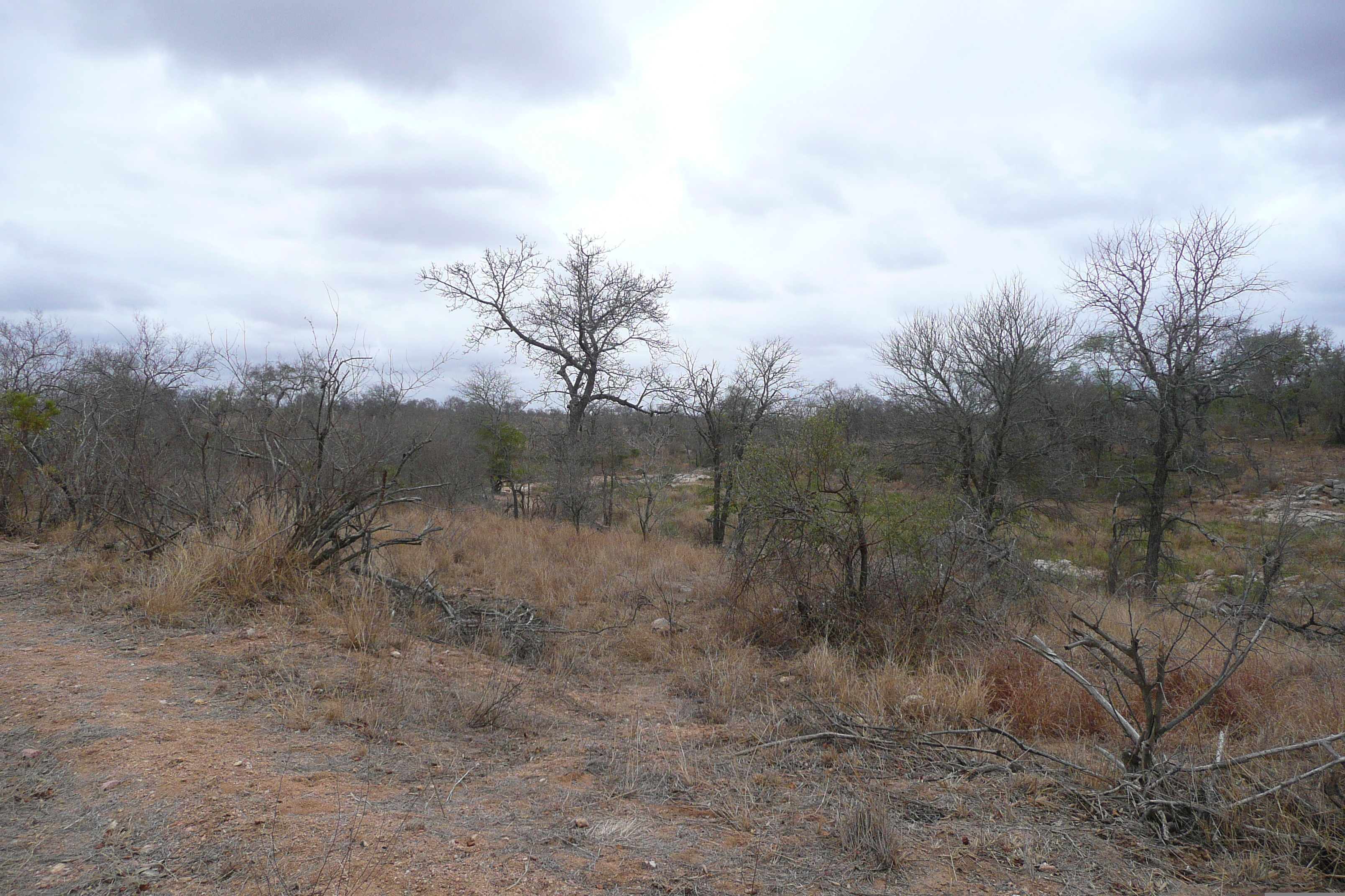 Picture South Africa Kruger National Park 2008-09 120 - Center Kruger National Park