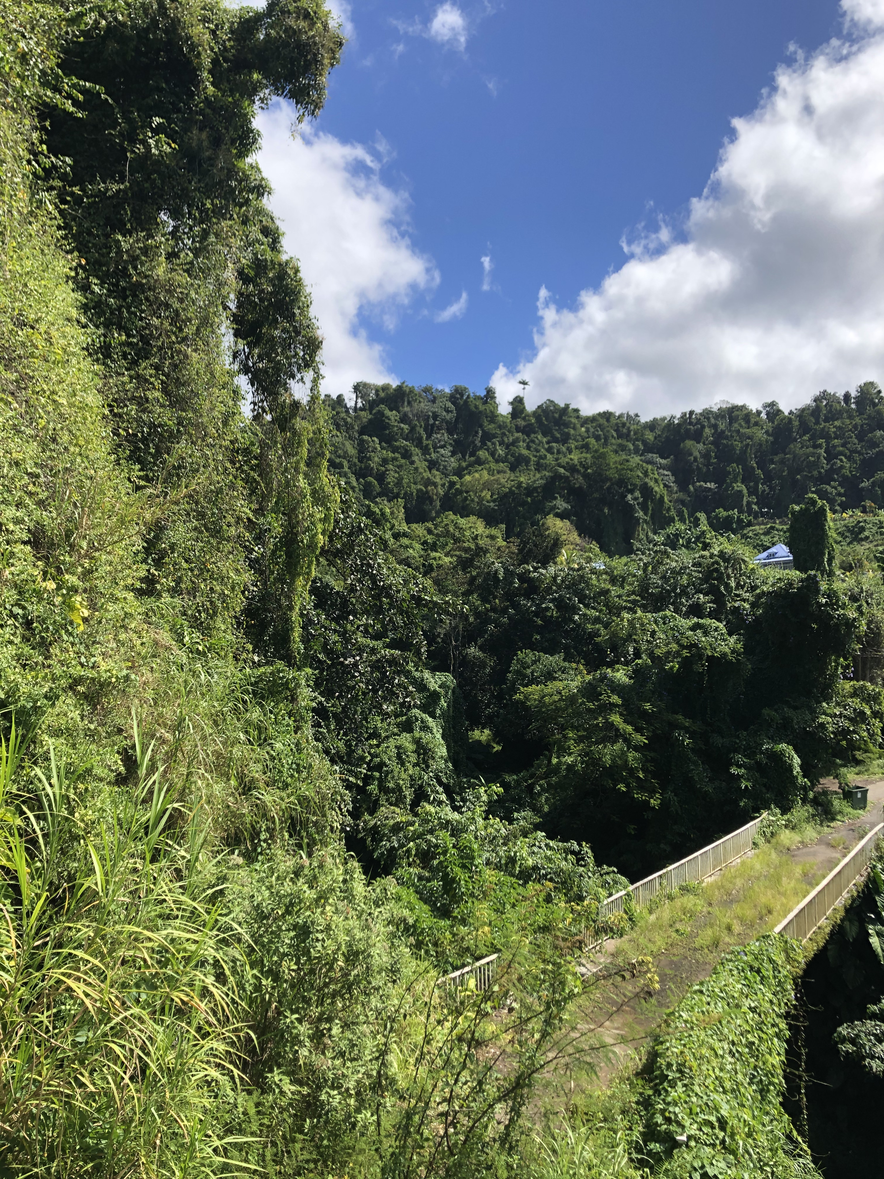 Picture Guadeloupe La Grande Soufriere 2021-02 38 - Journey La Grande Soufriere