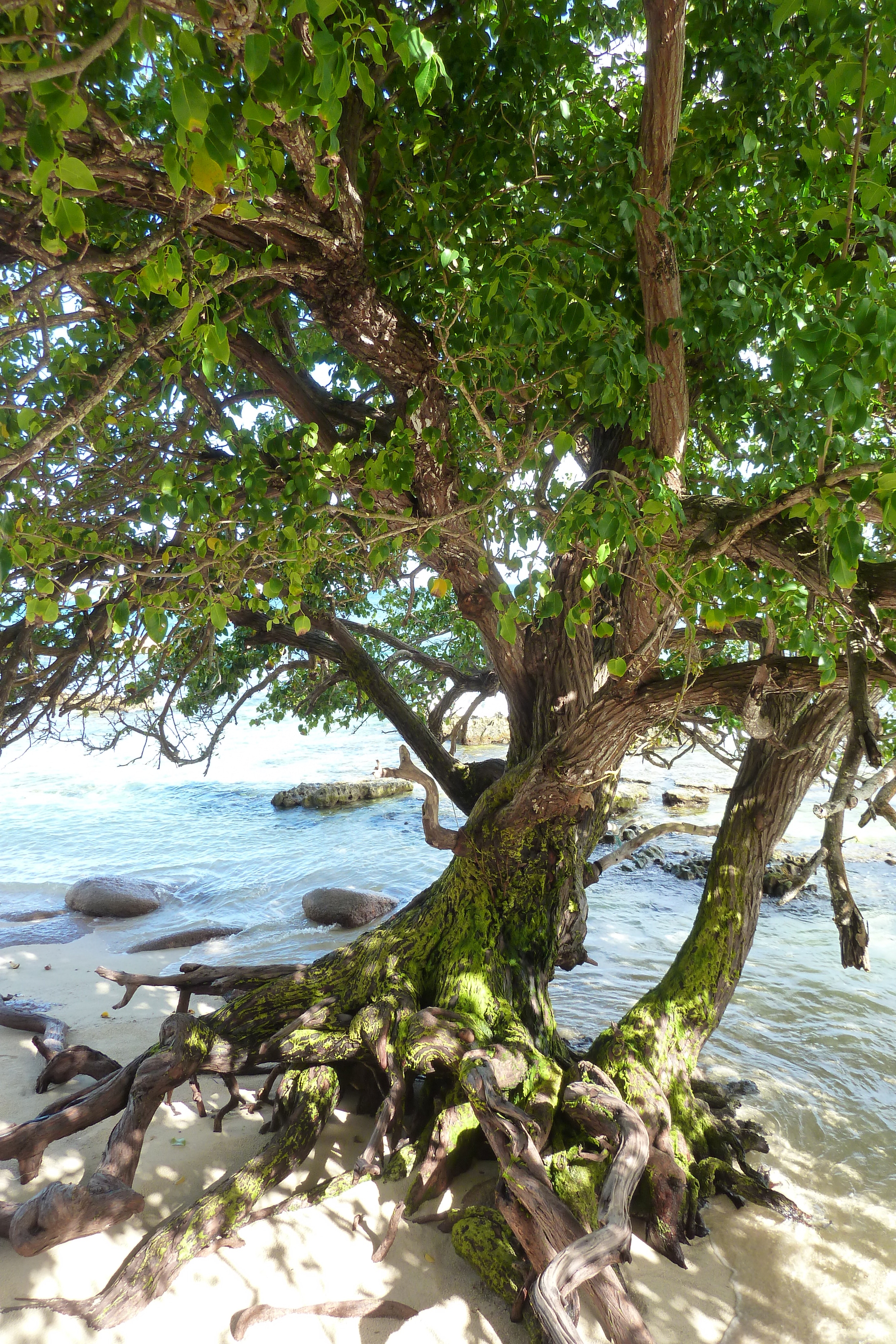 Picture Seychelles Praslin 2011-10 178 - Discovery Praslin