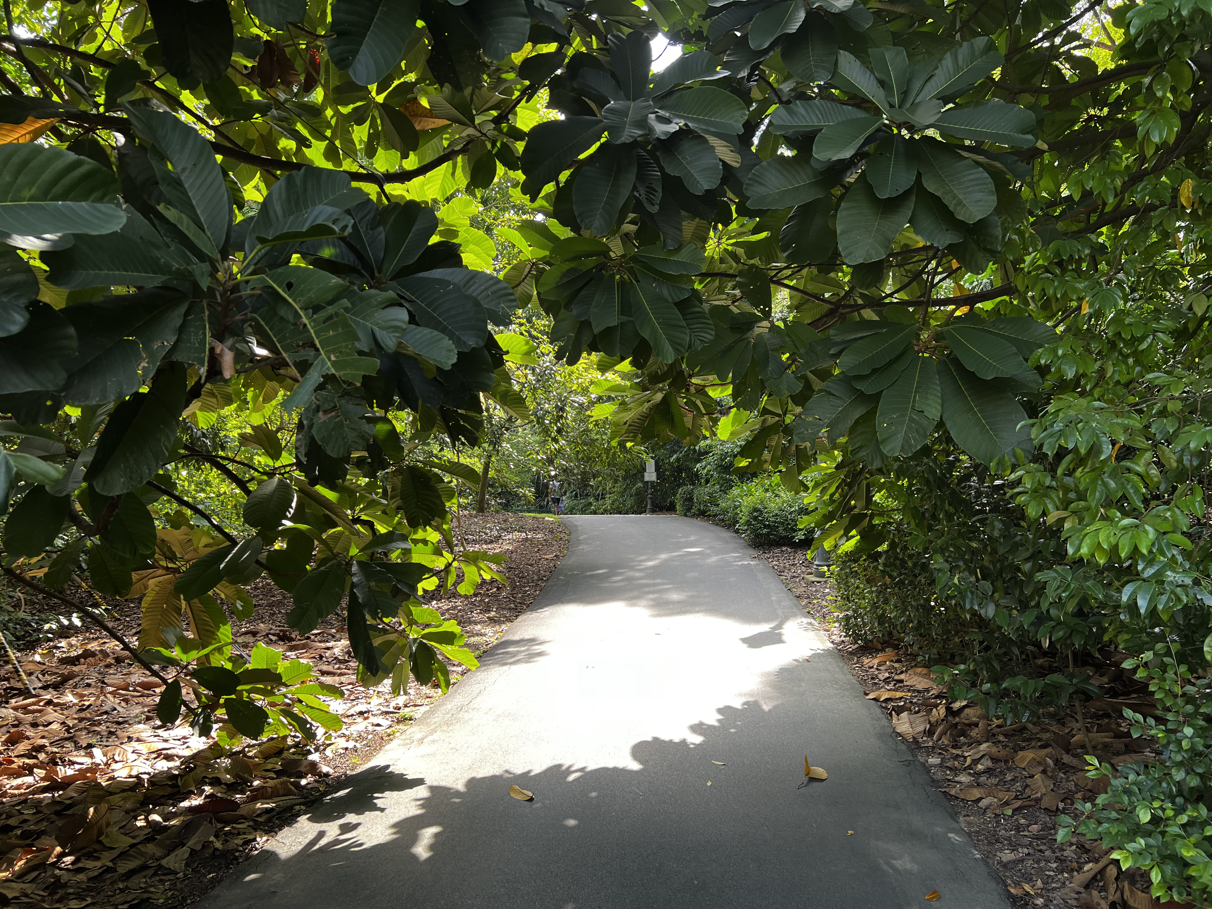 Picture Singapore Singapore Botanic Gardens 2023-01 62 - Recreation Singapore Botanic Gardens