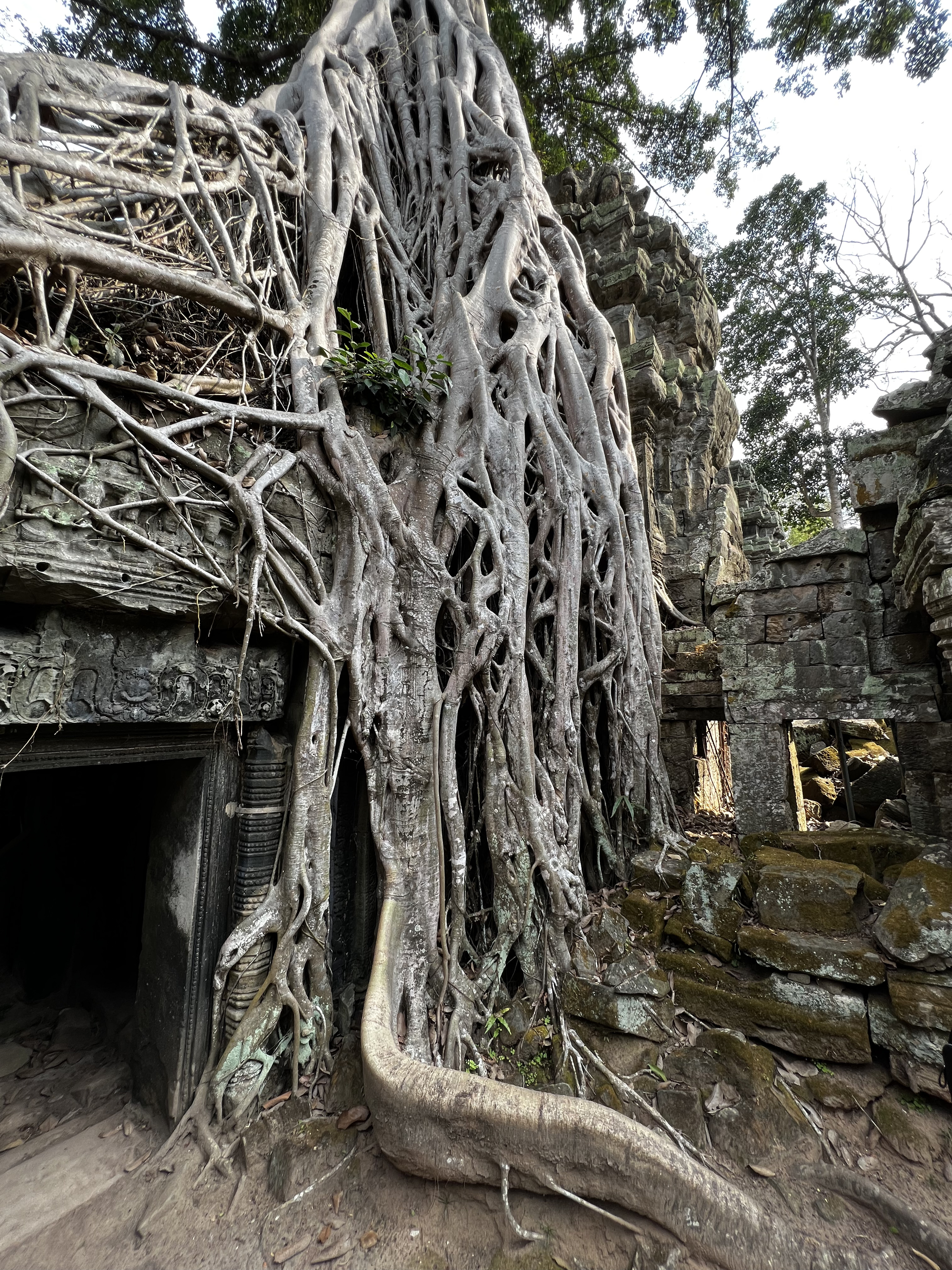 Picture Cambodia Siem Reap Ta Prohm 2023-01 9 - History Ta Prohm