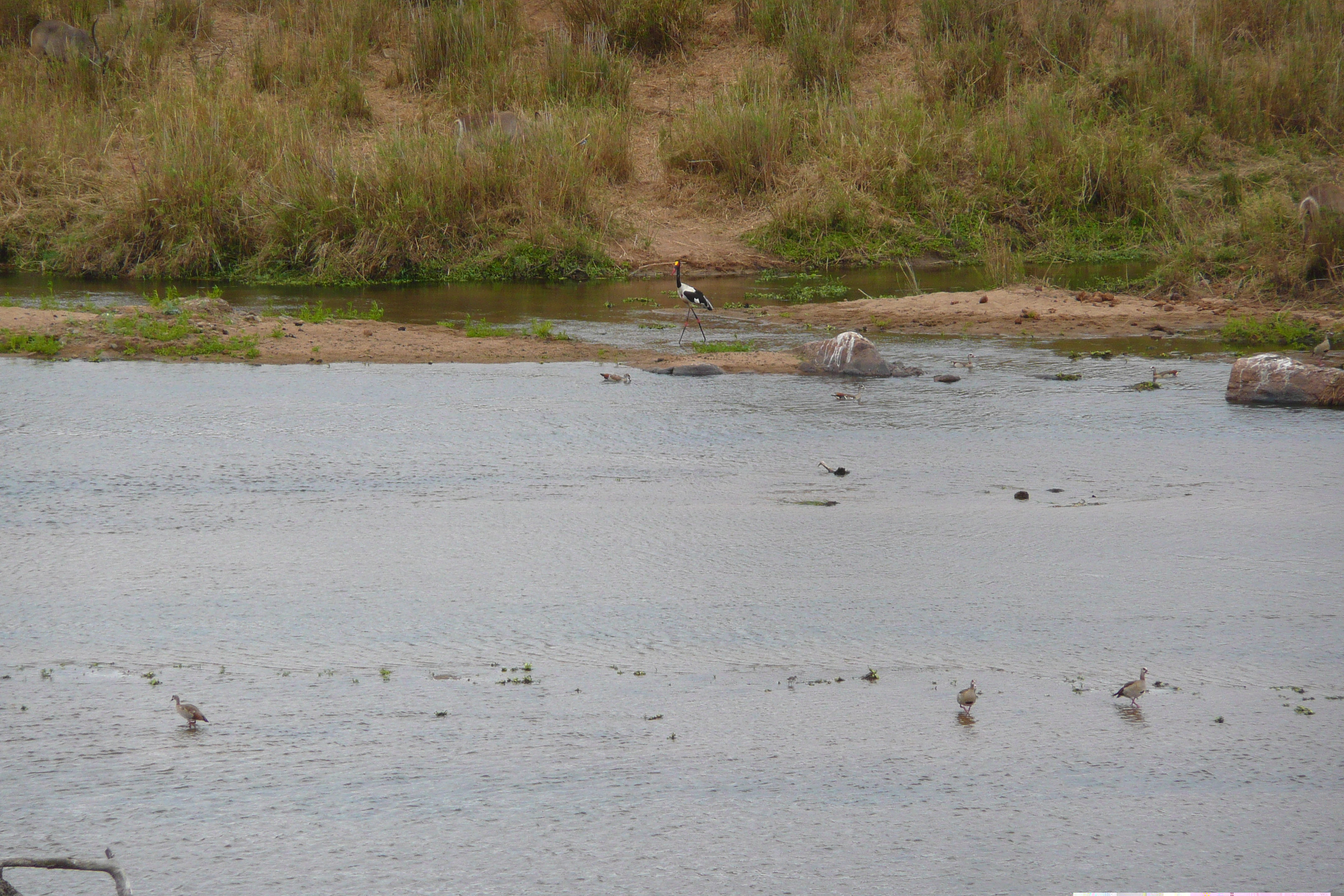 Picture South Africa Kruger National Park Crocodile River 2008-09 51 - Tours Crocodile River