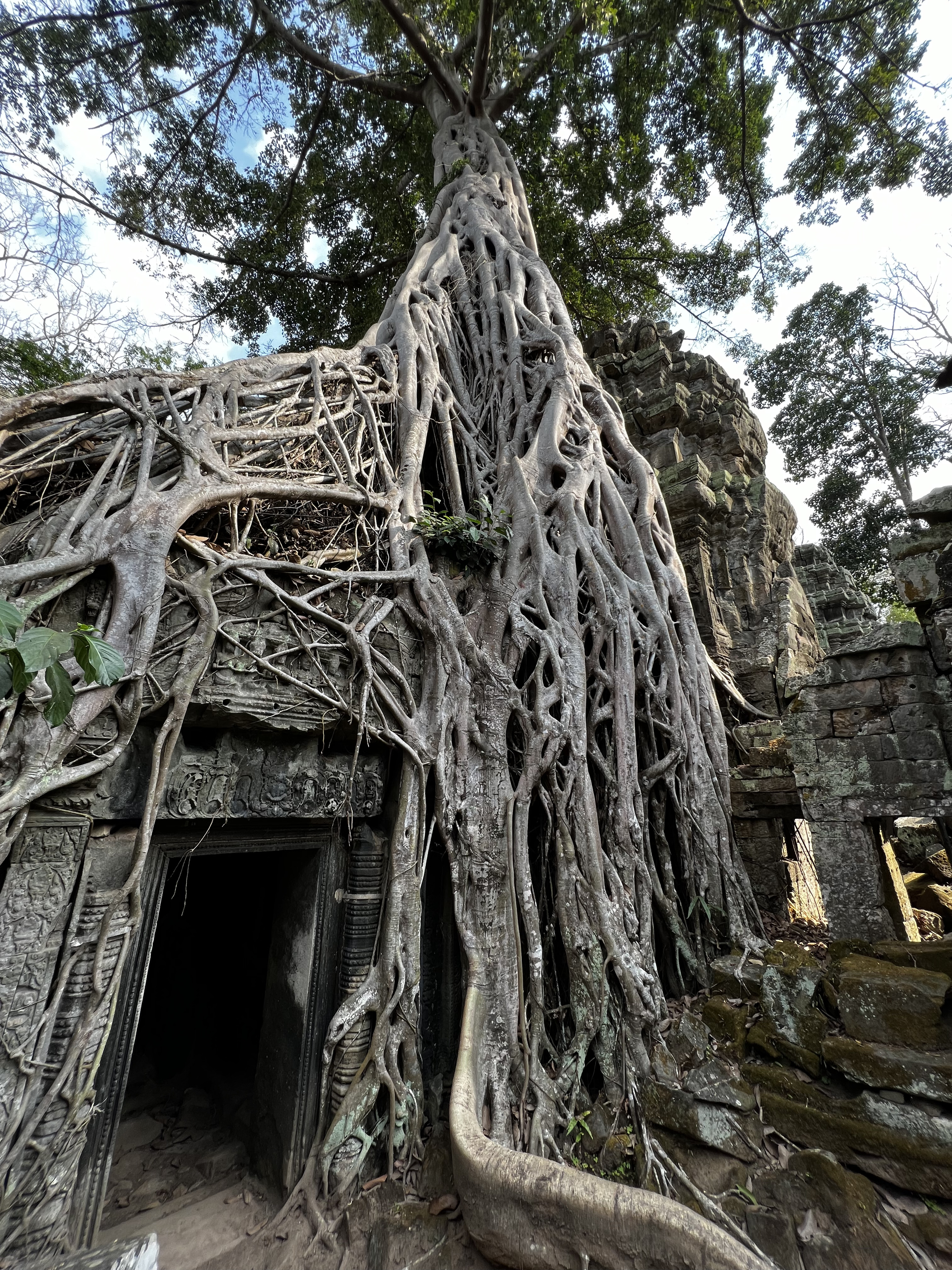 Picture Cambodia Siem Reap Ta Prohm 2023-01 61 - Recreation Ta Prohm