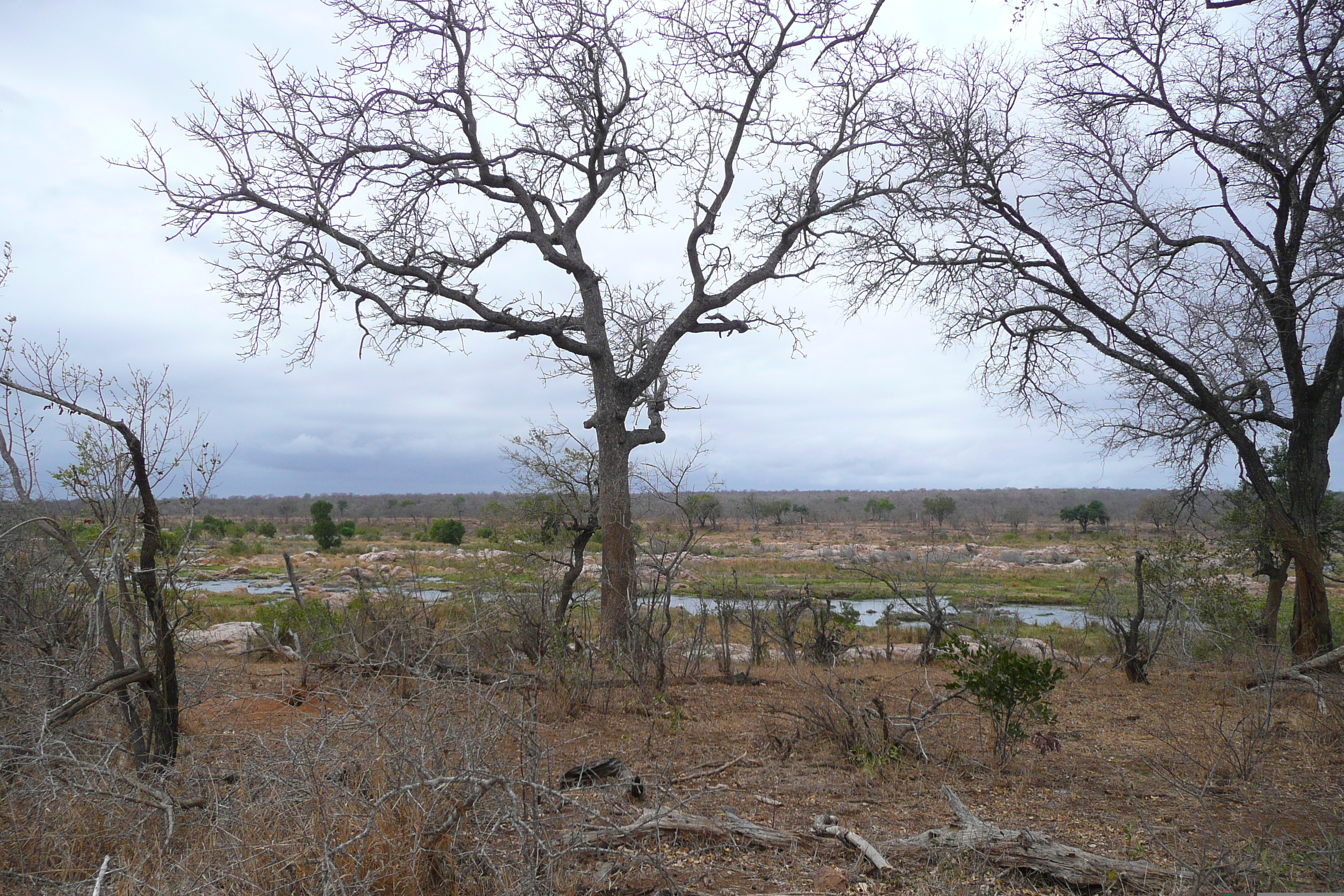 Picture South Africa Kruger National Park Crocodile River 2008-09 38 - Journey Crocodile River