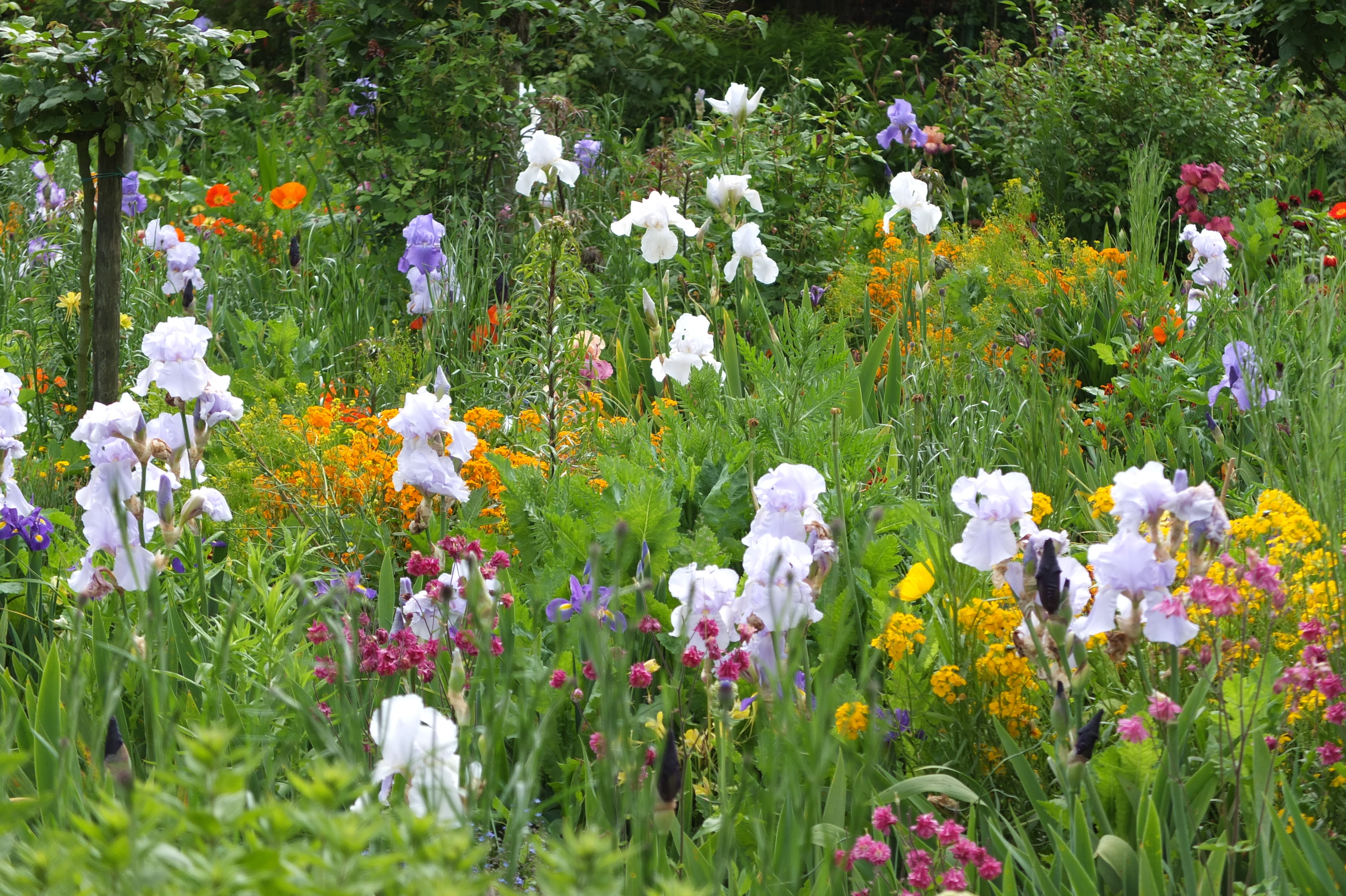 Picture France Giverny 2013-06 34 - History Giverny