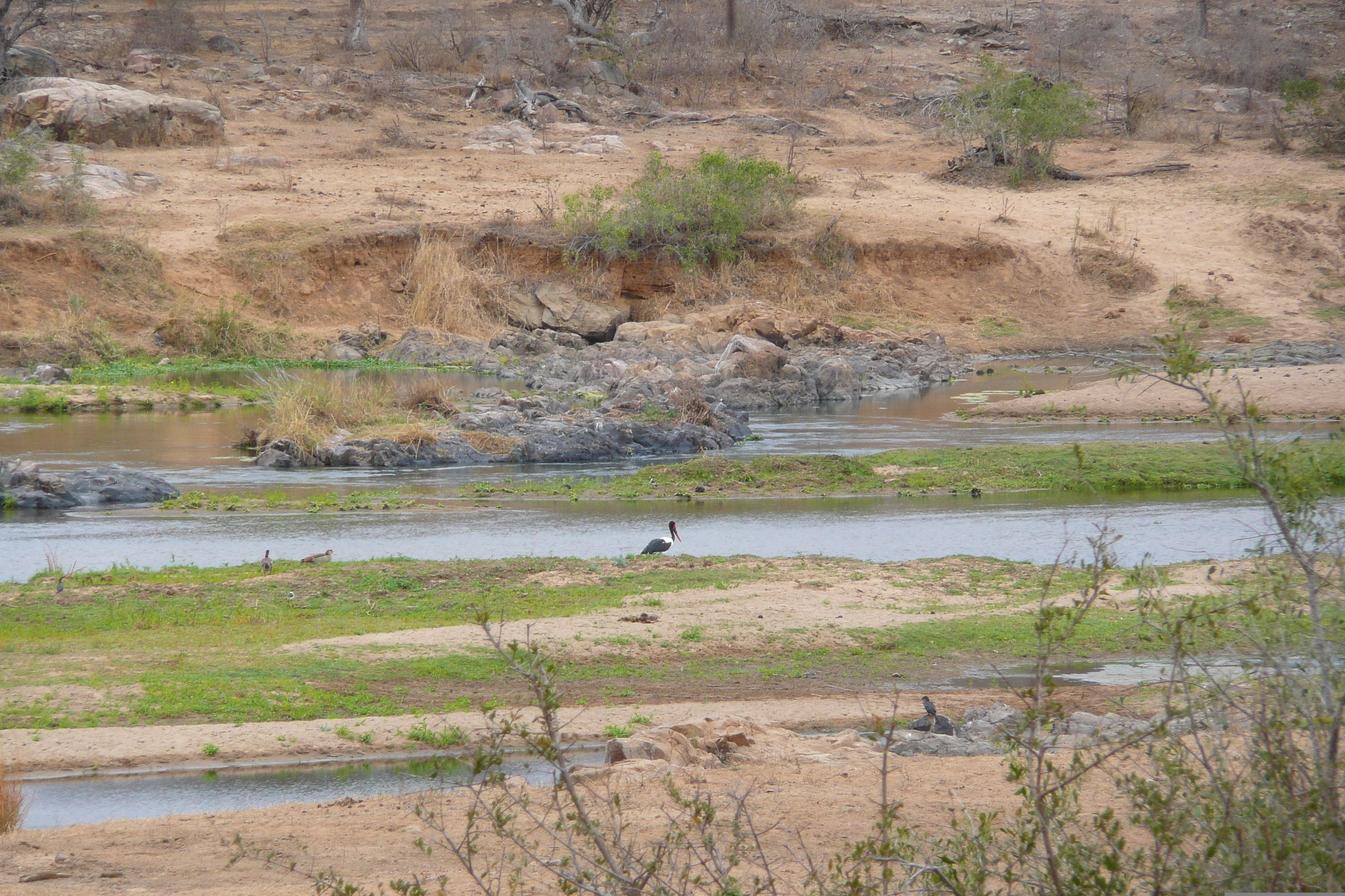 Picture South Africa Kruger National Park Crocodile River 2008-09 28 - Around Crocodile River