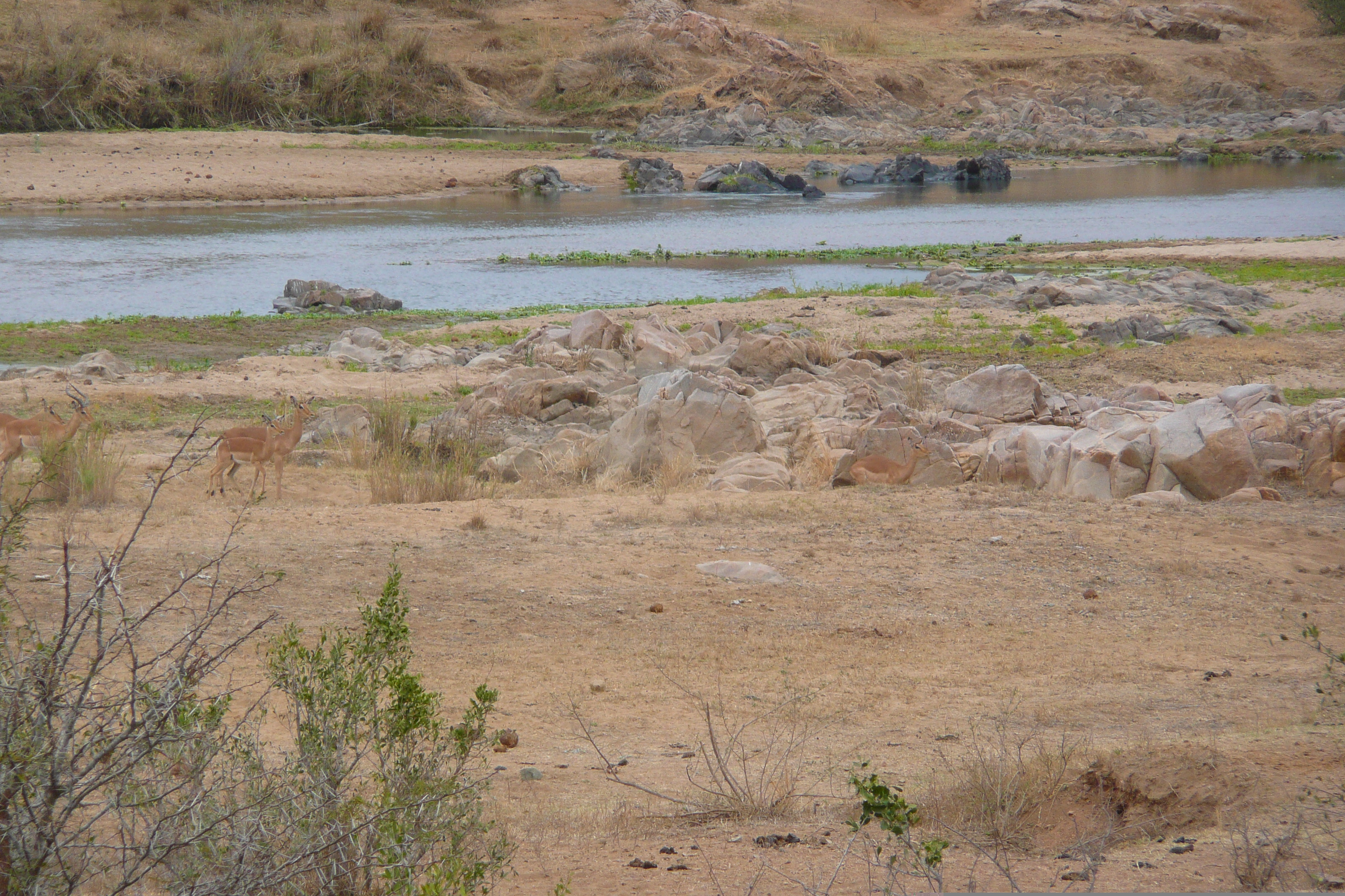 Picture South Africa Kruger National Park Crocodile River 2008-09 31 - Tour Crocodile River