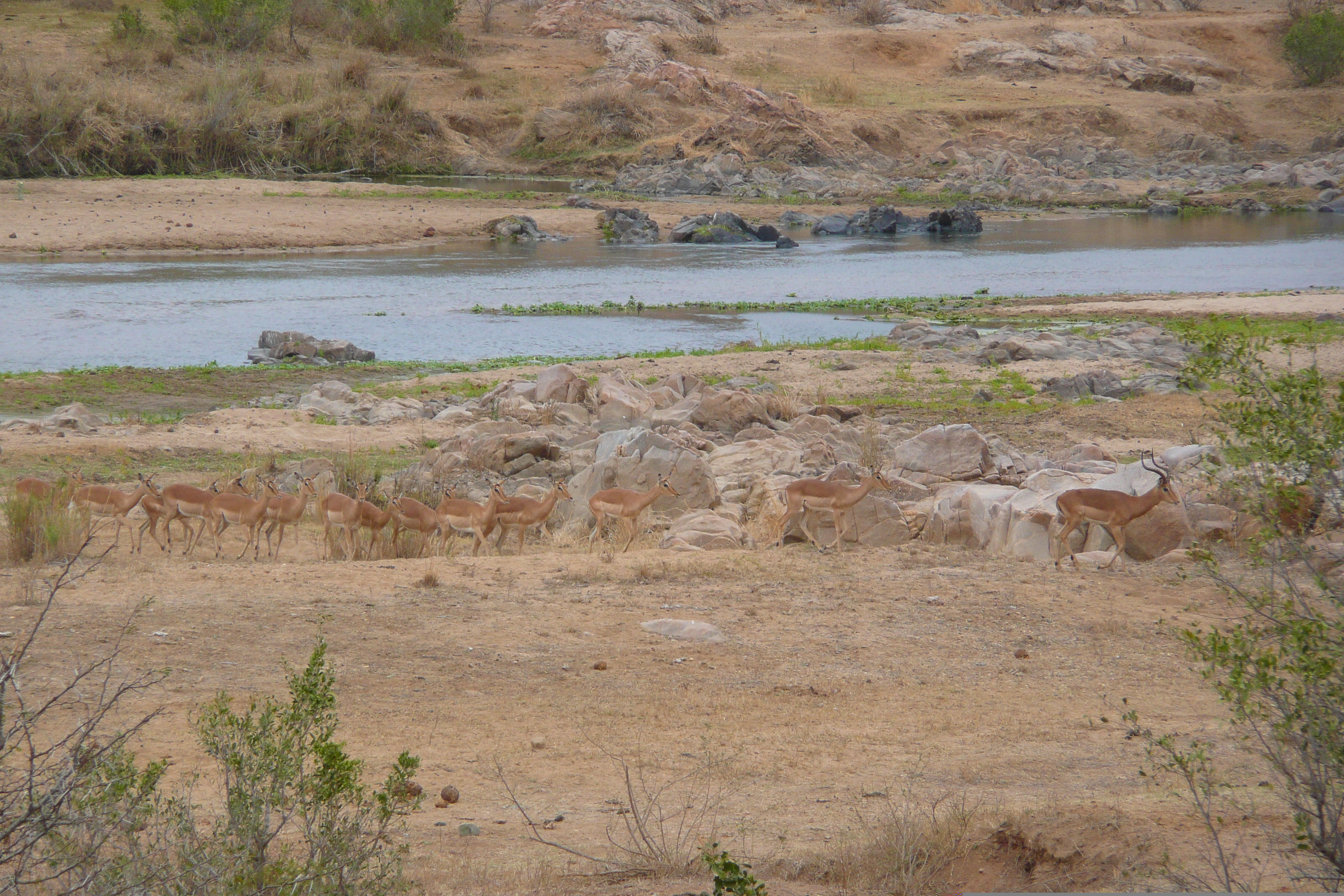 Picture South Africa Kruger National Park Crocodile River 2008-09 42 - Center Crocodile River