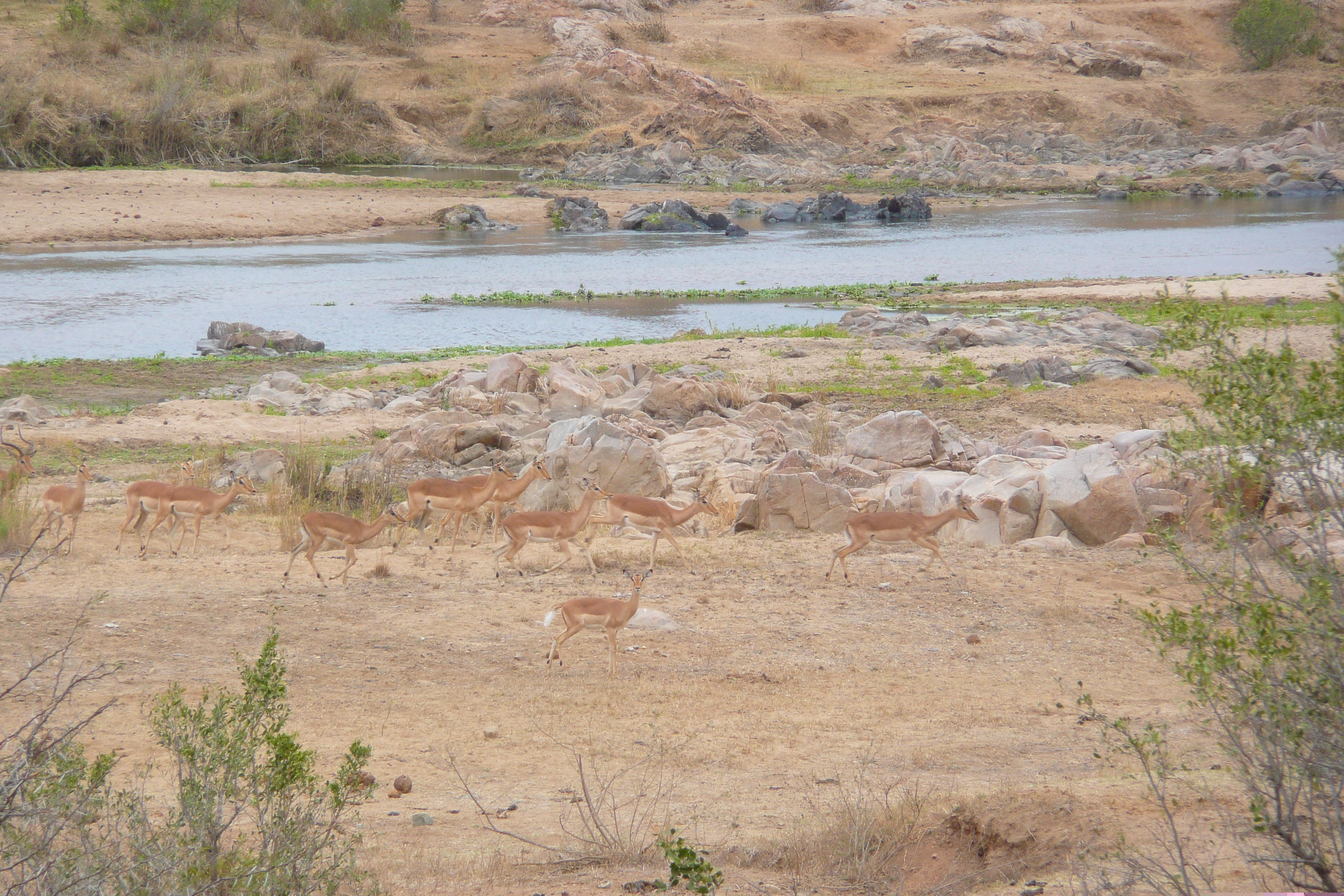 Picture South Africa Kruger National Park Crocodile River 2008-09 39 - Tour Crocodile River