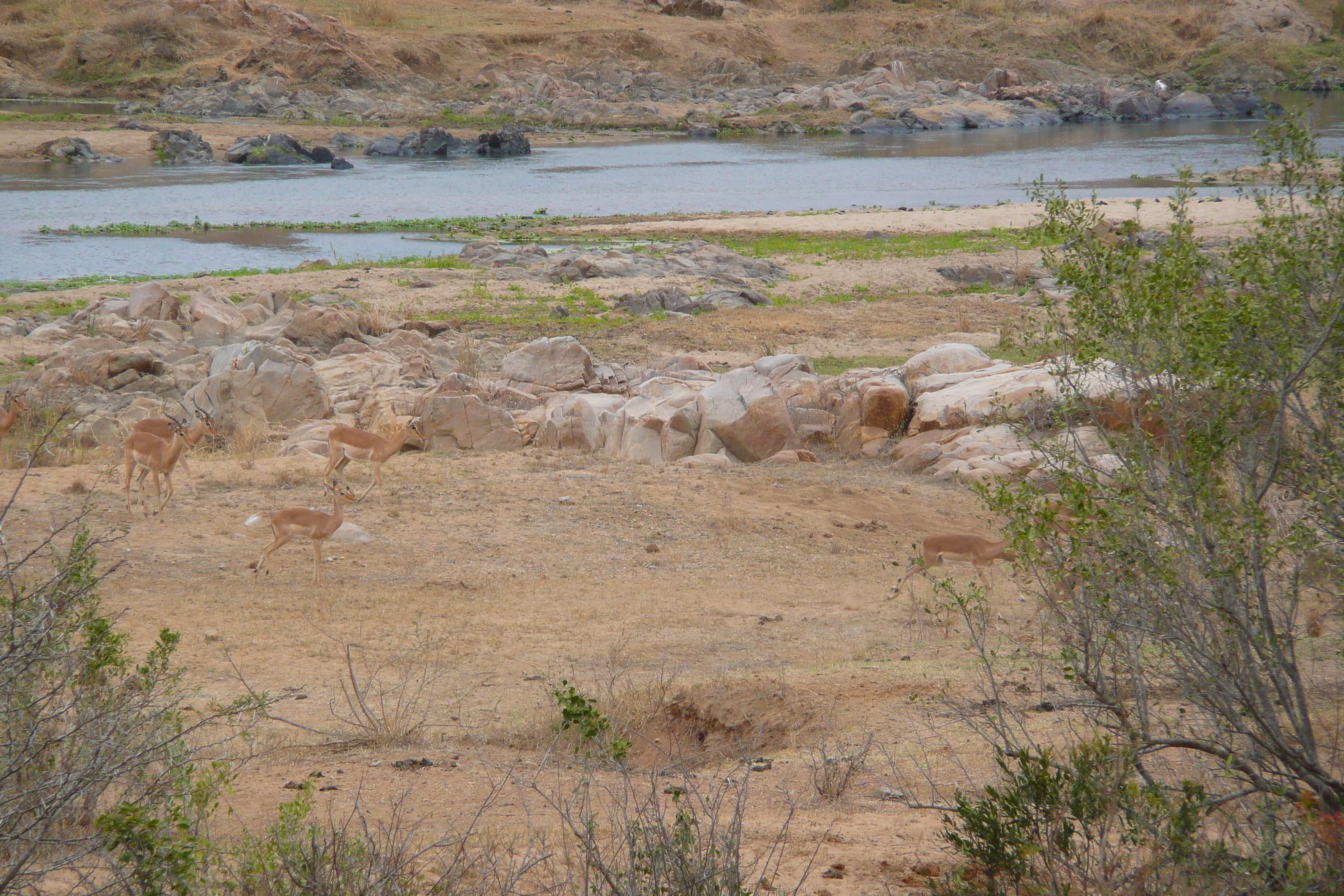 Picture South Africa Kruger National Park Crocodile River 2008-09 36 - Recreation Crocodile River