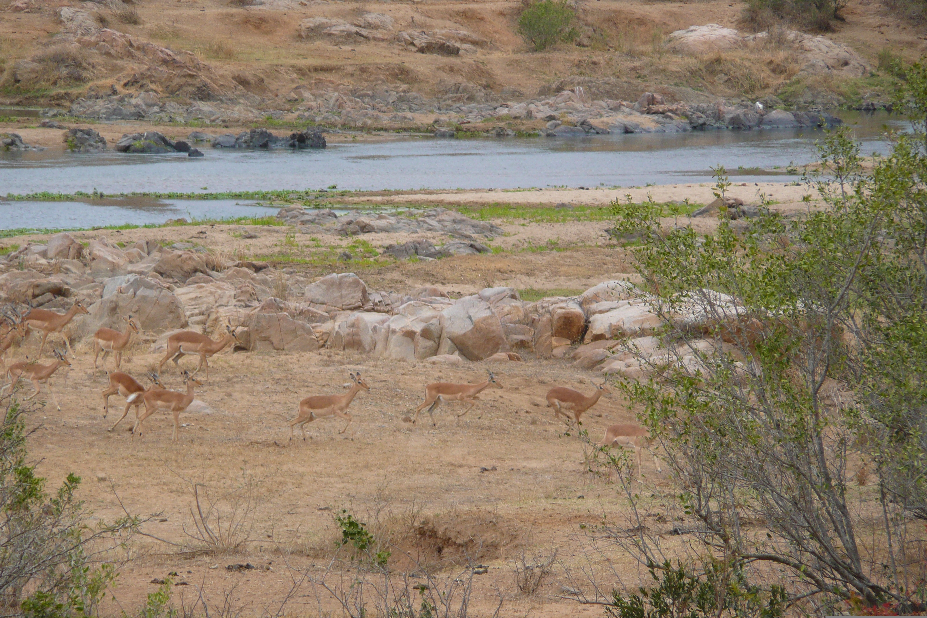 Picture South Africa Kruger National Park Crocodile River 2008-09 57 - Tours Crocodile River