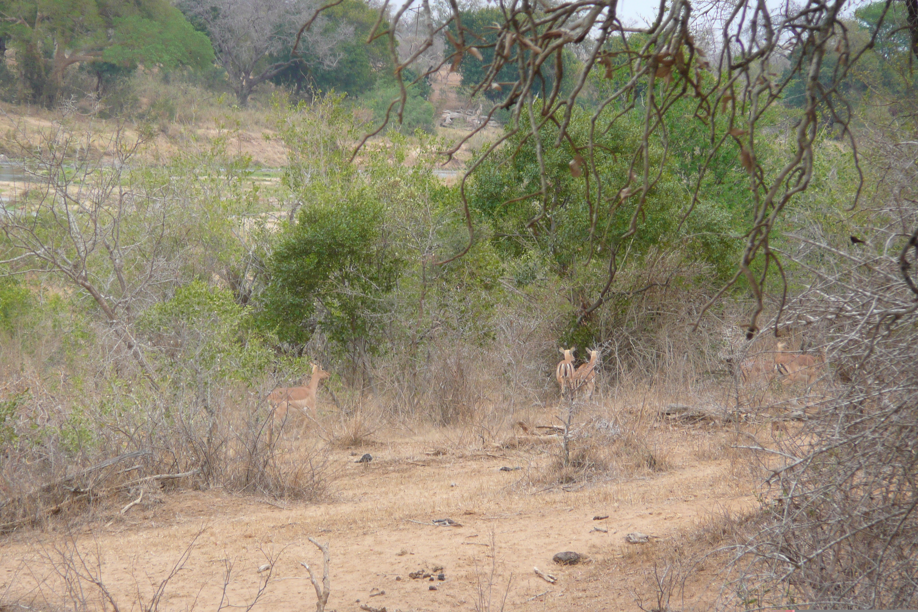 Picture South Africa Kruger National Park Crocodile River 2008-09 25 - Recreation Crocodile River