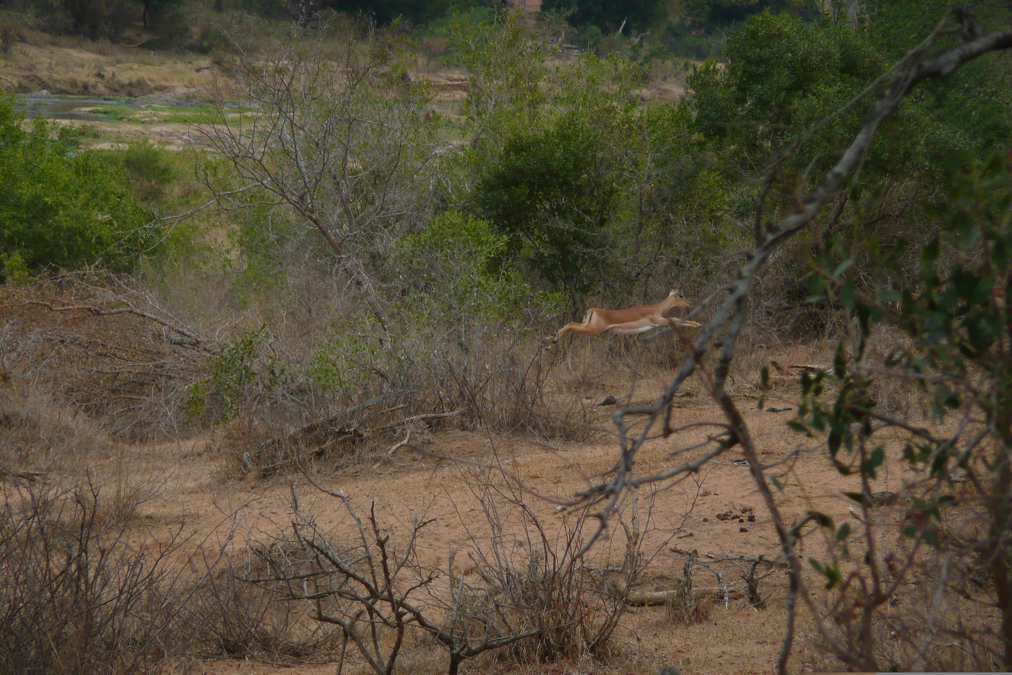 Picture South Africa Kruger National Park Crocodile River 2008-09 20 - Around Crocodile River