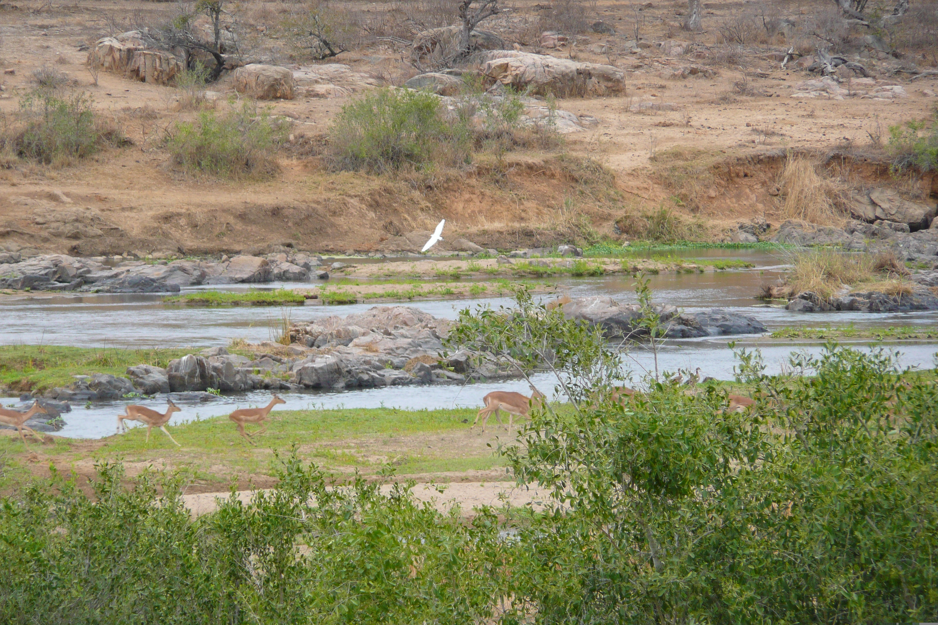 Picture South Africa Kruger National Park Crocodile River 2008-09 12 - History Crocodile River