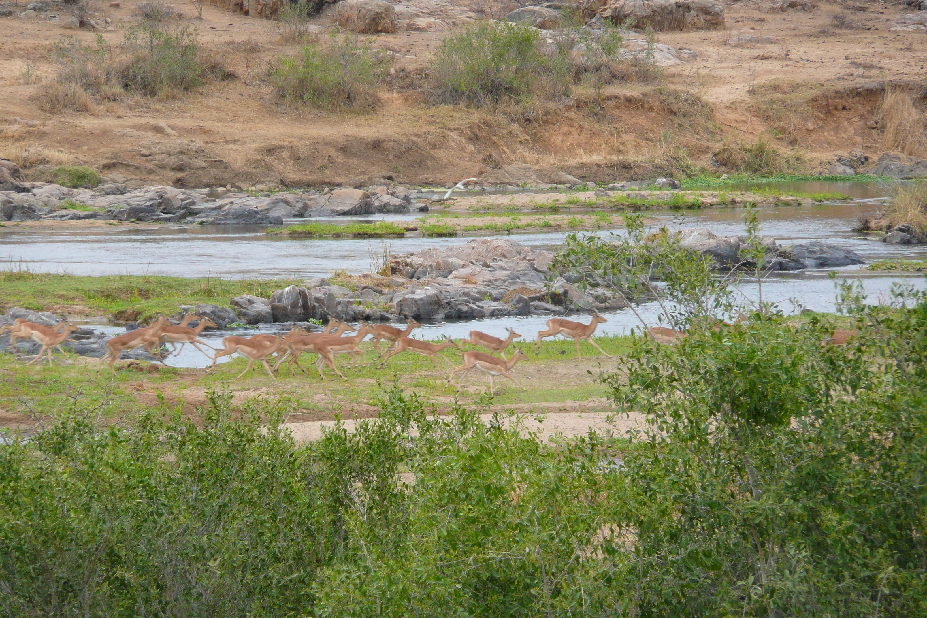 Picture South Africa Kruger National Park Crocodile River 2008-09 9 - Tour Crocodile River