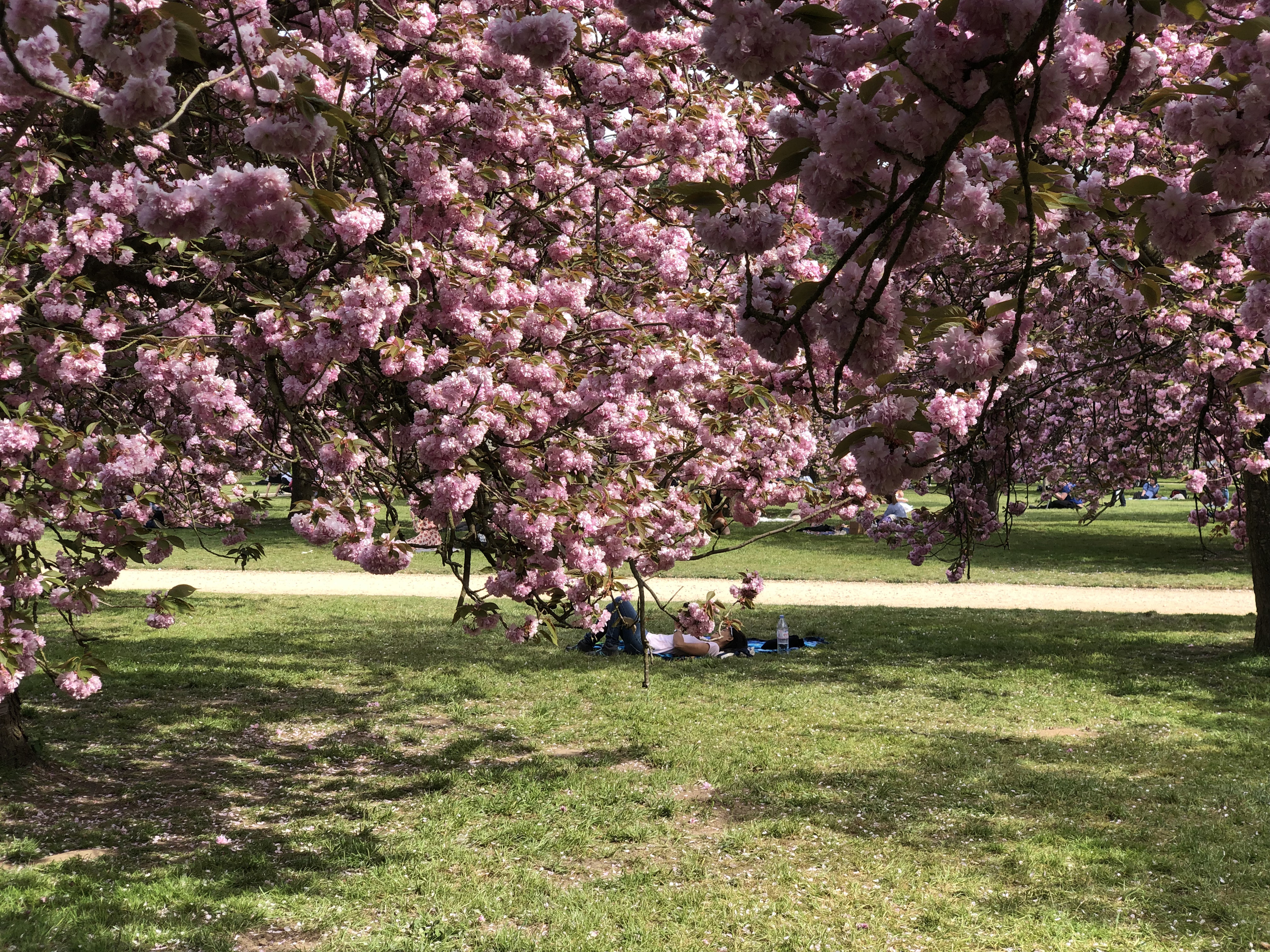 Picture France Parc de Sceaux 2019-04 82 - Tours Parc de Sceaux