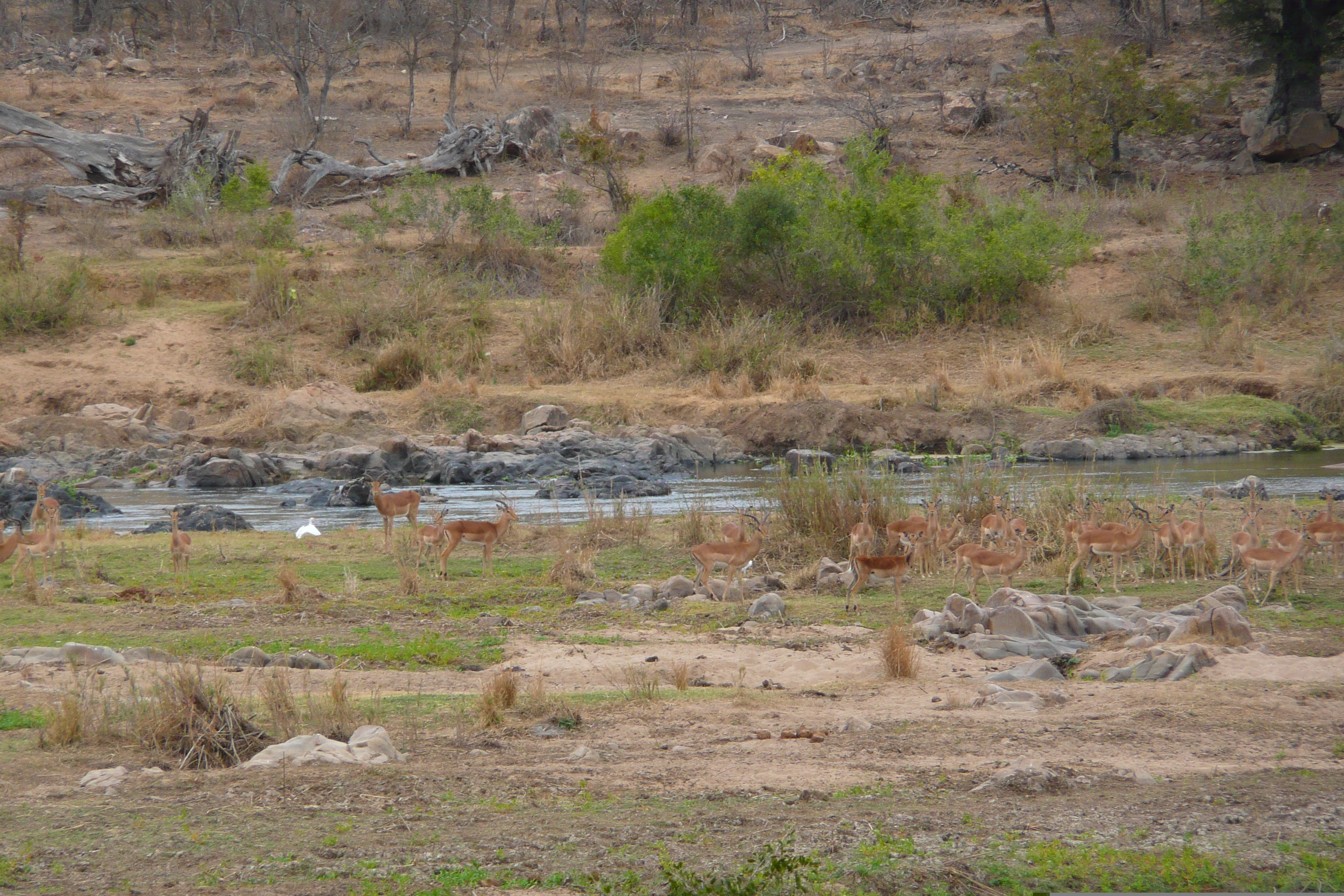 Picture South Africa Kruger National Park Crocodile River 2008-09 0 - History Crocodile River