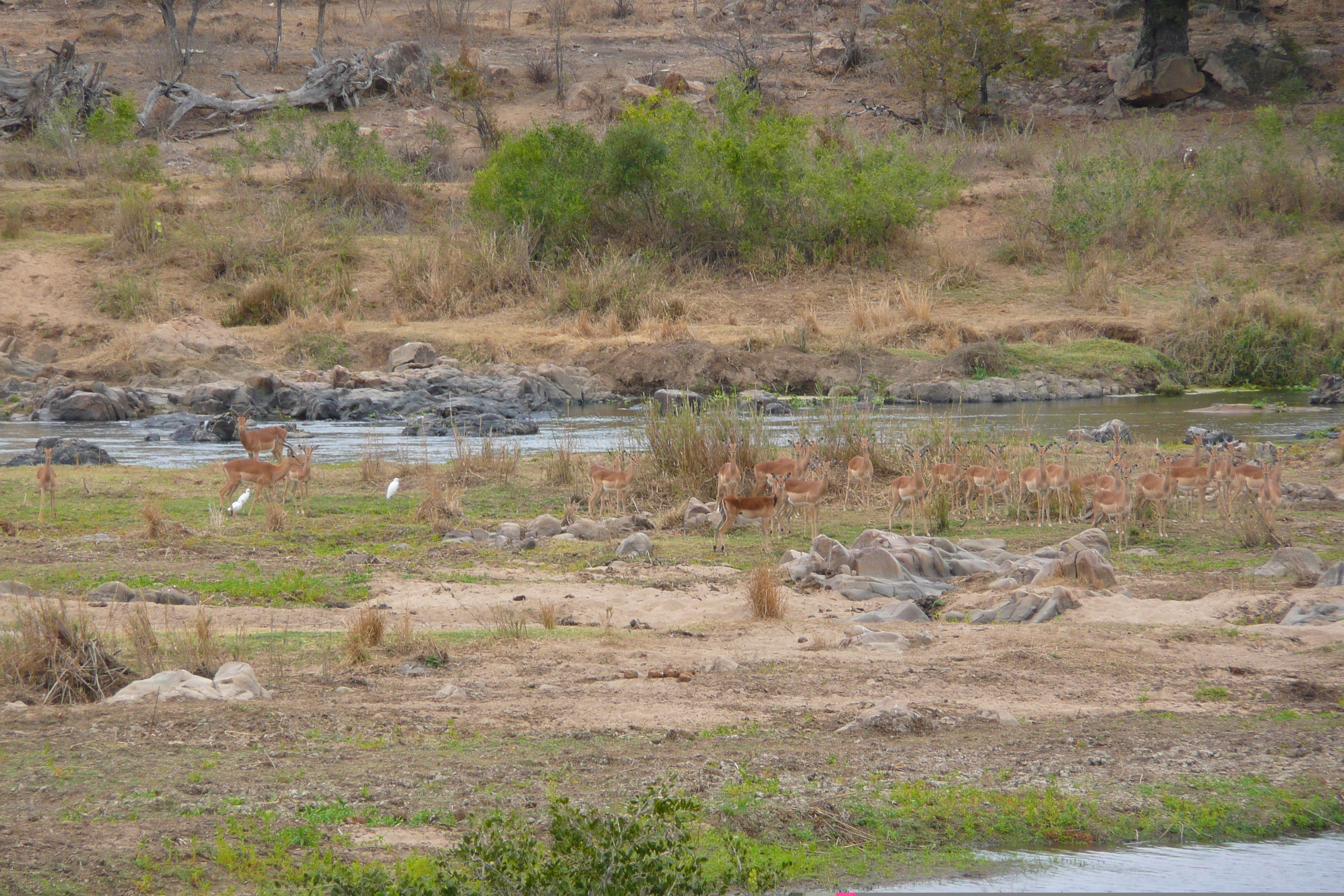 Picture South Africa Kruger National Park Crocodile River 2008-09 7 - Center Crocodile River