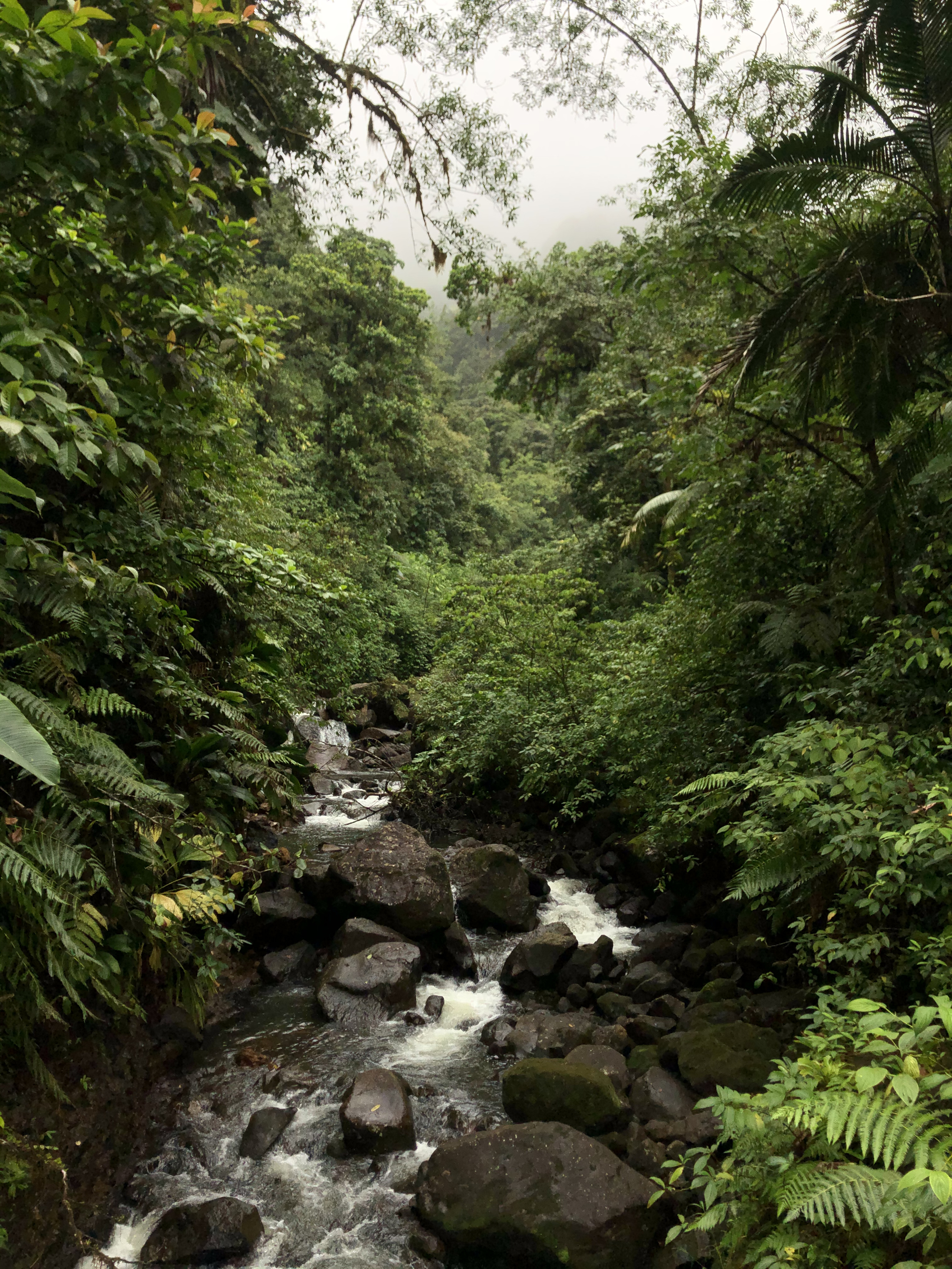 Picture Guadeloupe Carbet Falls 2021-02 62 - Center Carbet Falls