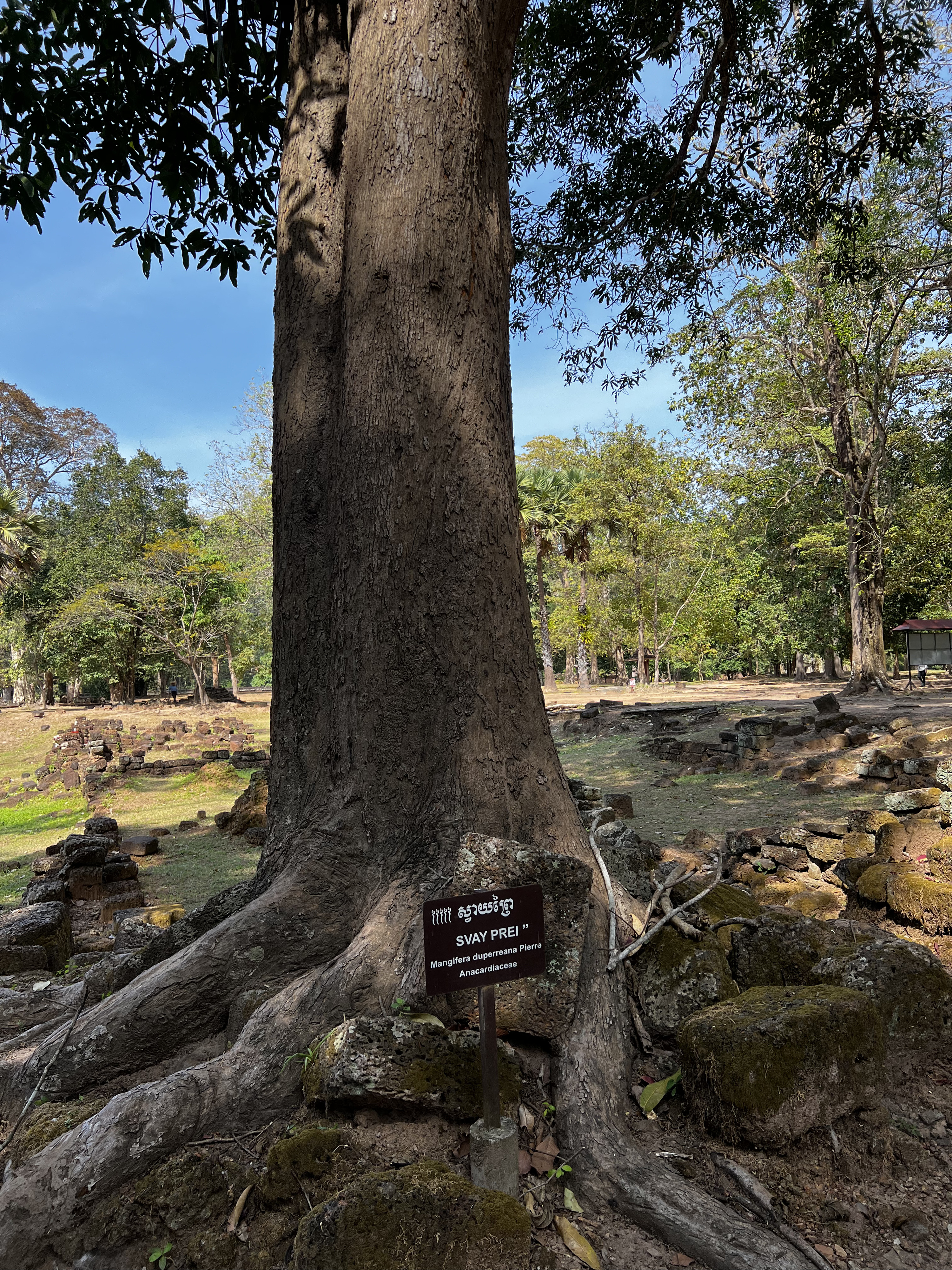 Picture Cambodia Siem Reap Angkor Thom 2023-01 81 - Tour Angkor Thom