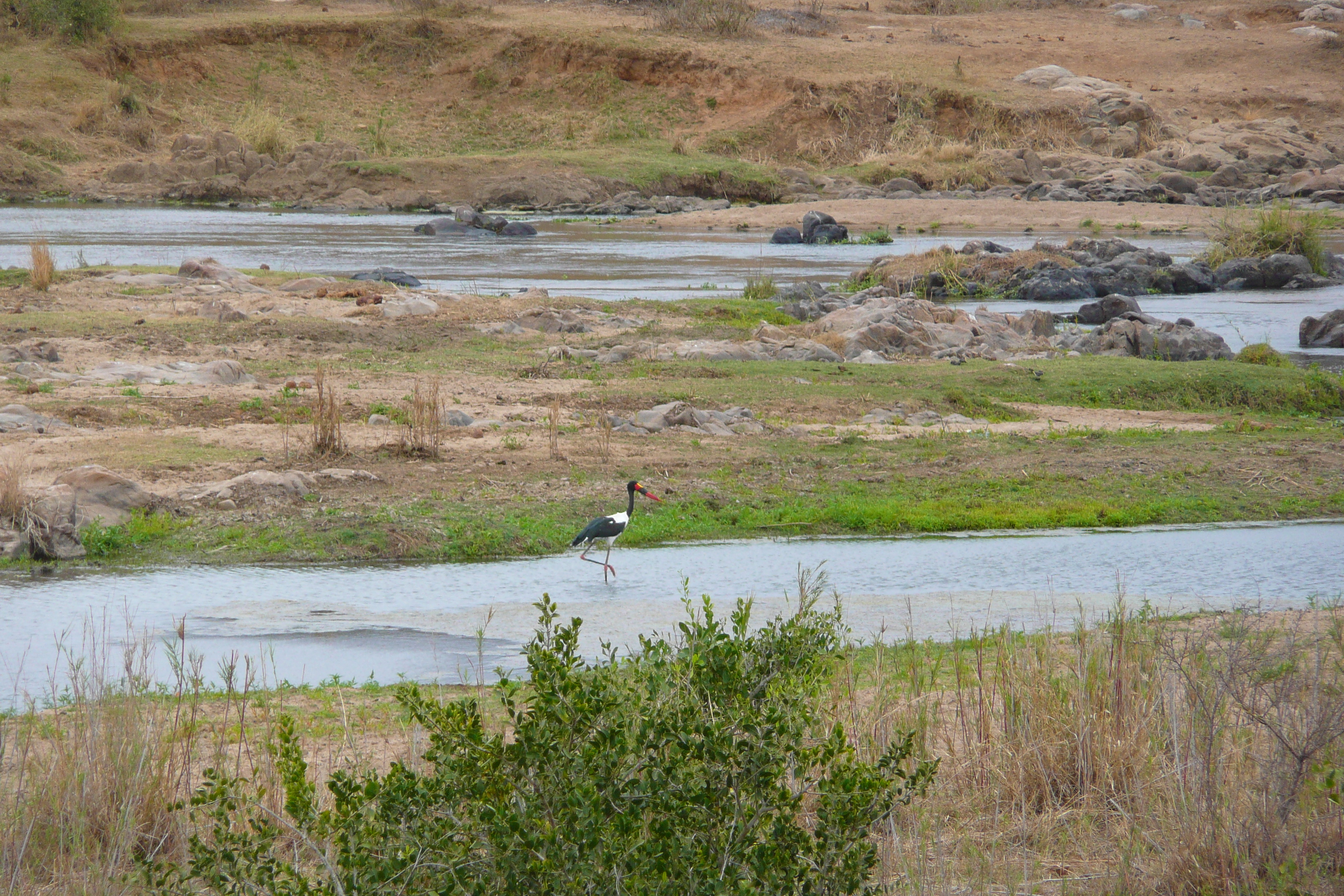 Picture South Africa Kruger National Park Crocodile River 2008-09 70 - Around Crocodile River