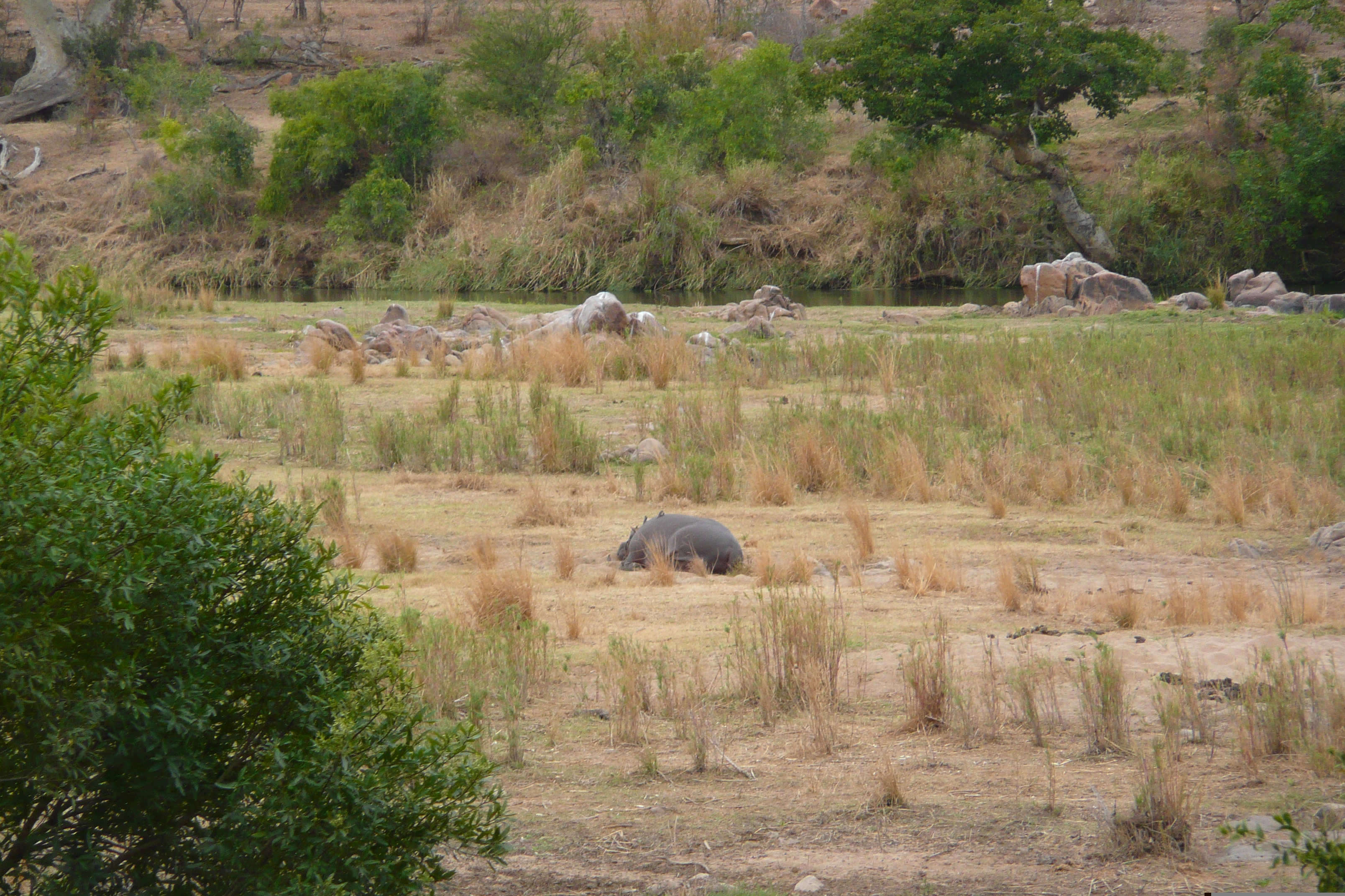 Picture South Africa Kruger National Park Crocodile River 2008-09 75 - Center Crocodile River