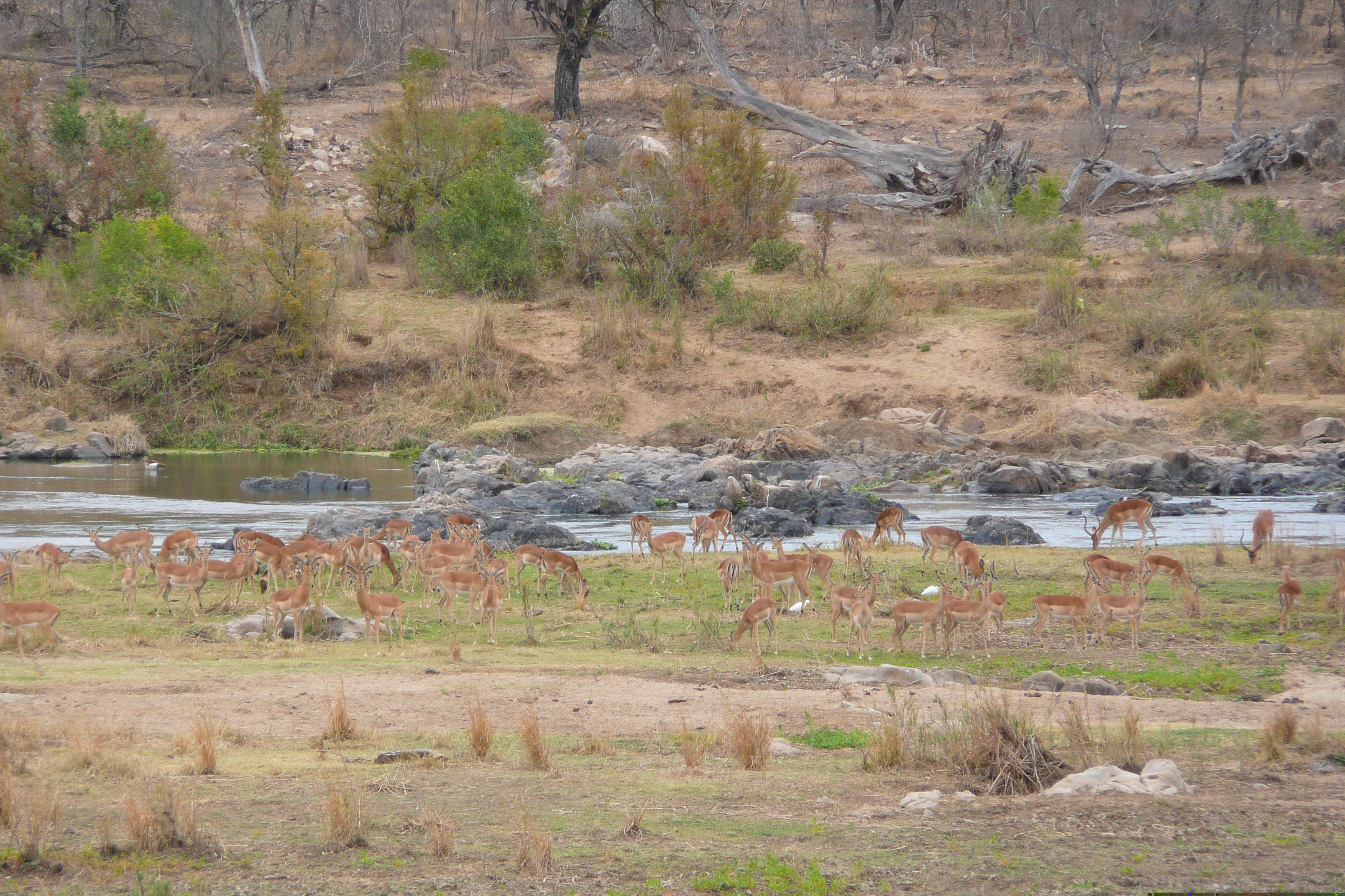 Picture South Africa Kruger National Park Crocodile River 2008-09 13 - Journey Crocodile River