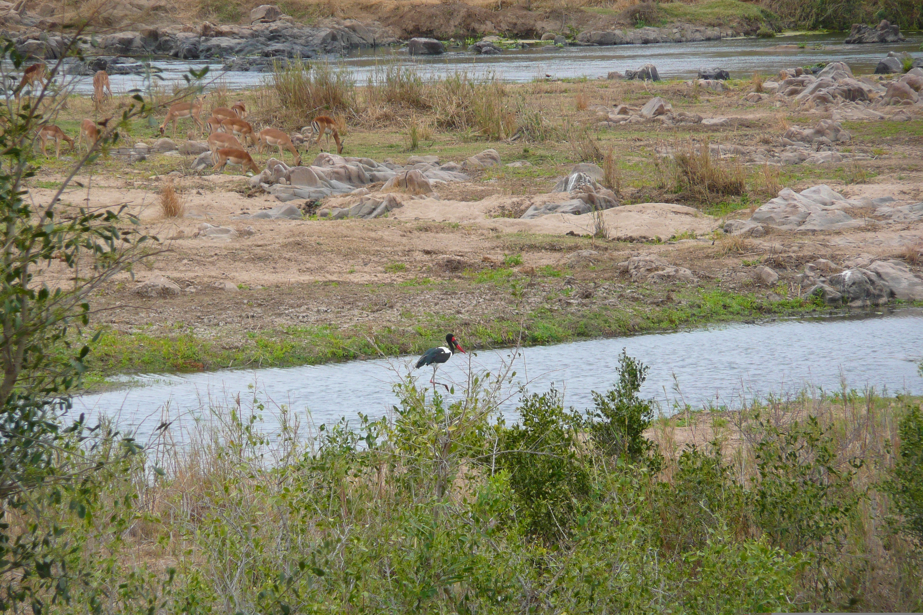 Picture South Africa Kruger National Park Crocodile River 2008-09 6 - Tours Crocodile River