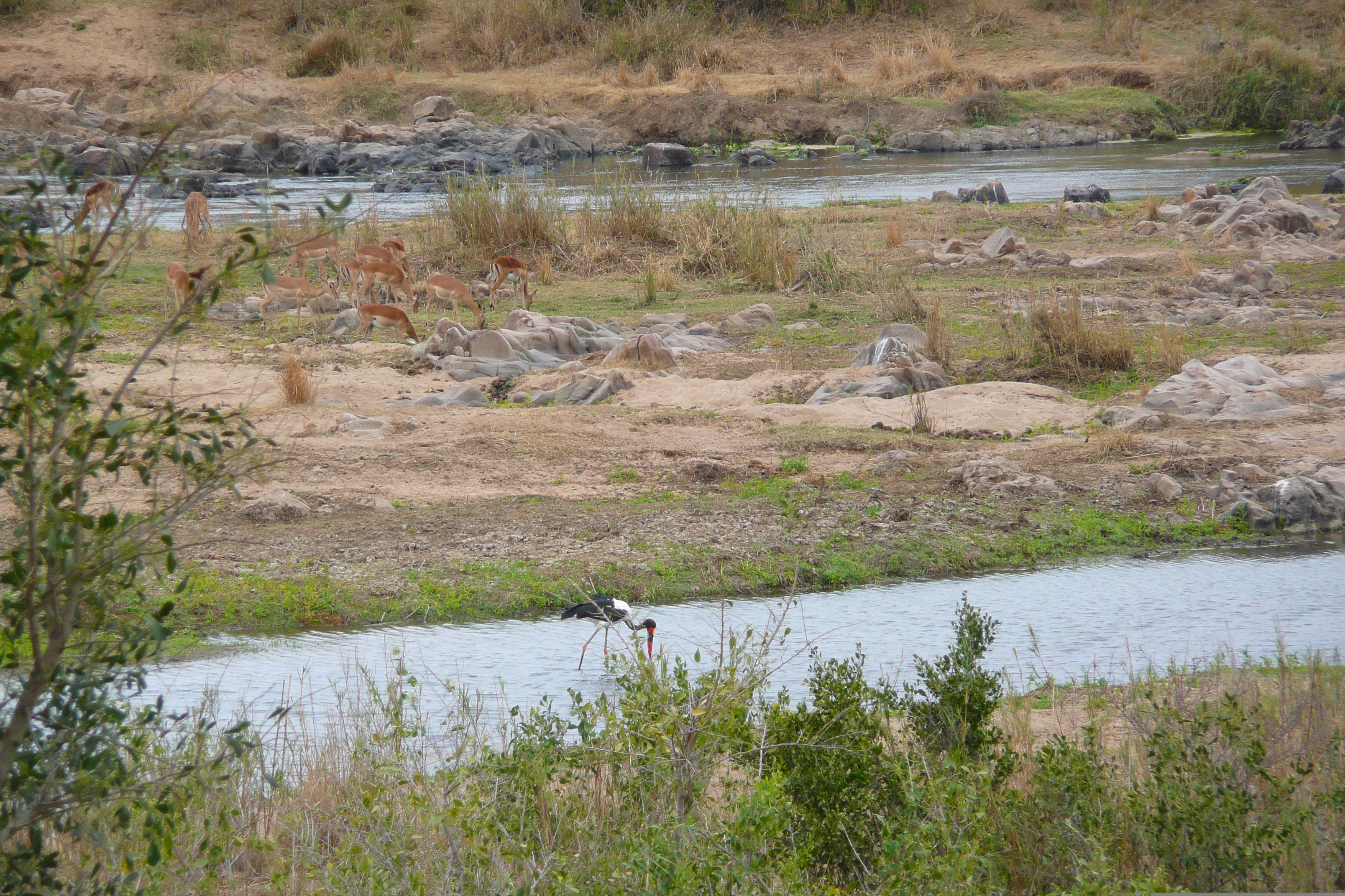 Picture South Africa Kruger National Park Crocodile River 2008-09 14 - Tour Crocodile River