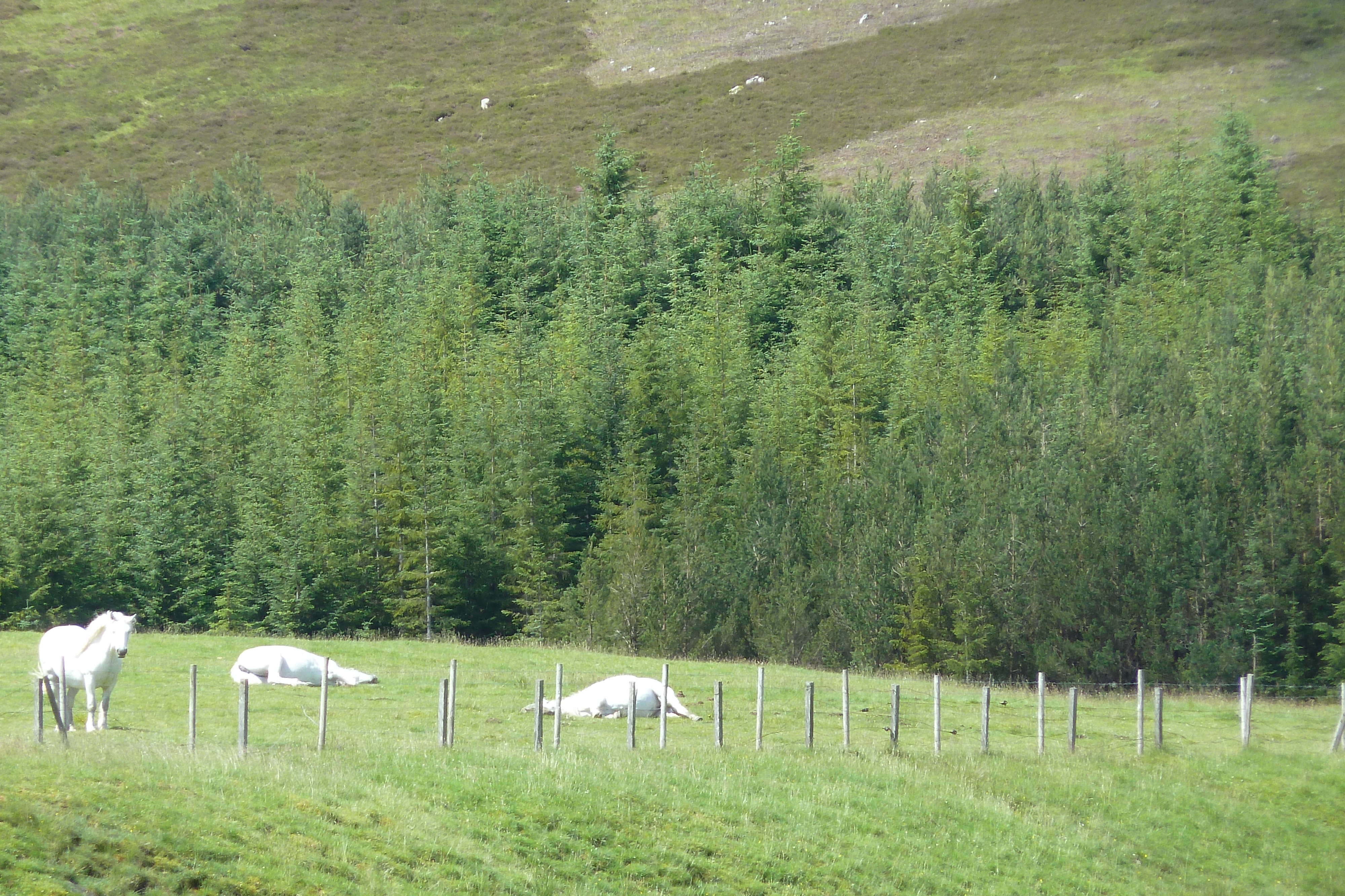 Picture United Kingdom Cairngorms National Park 2011-07 49 - Tours Cairngorms National Park