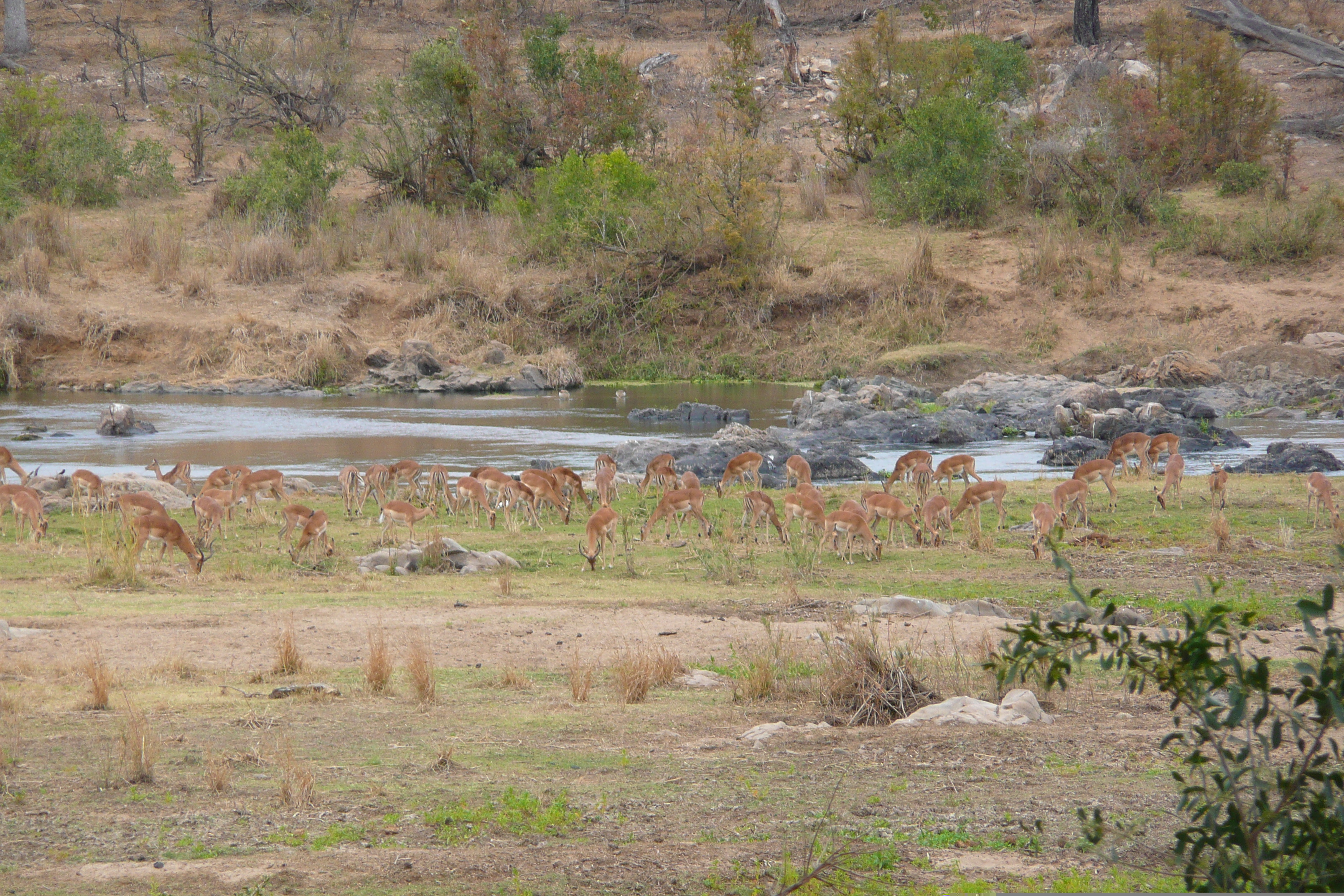 Picture South Africa Kruger National Park Crocodile River 2008-09 5 - Recreation Crocodile River