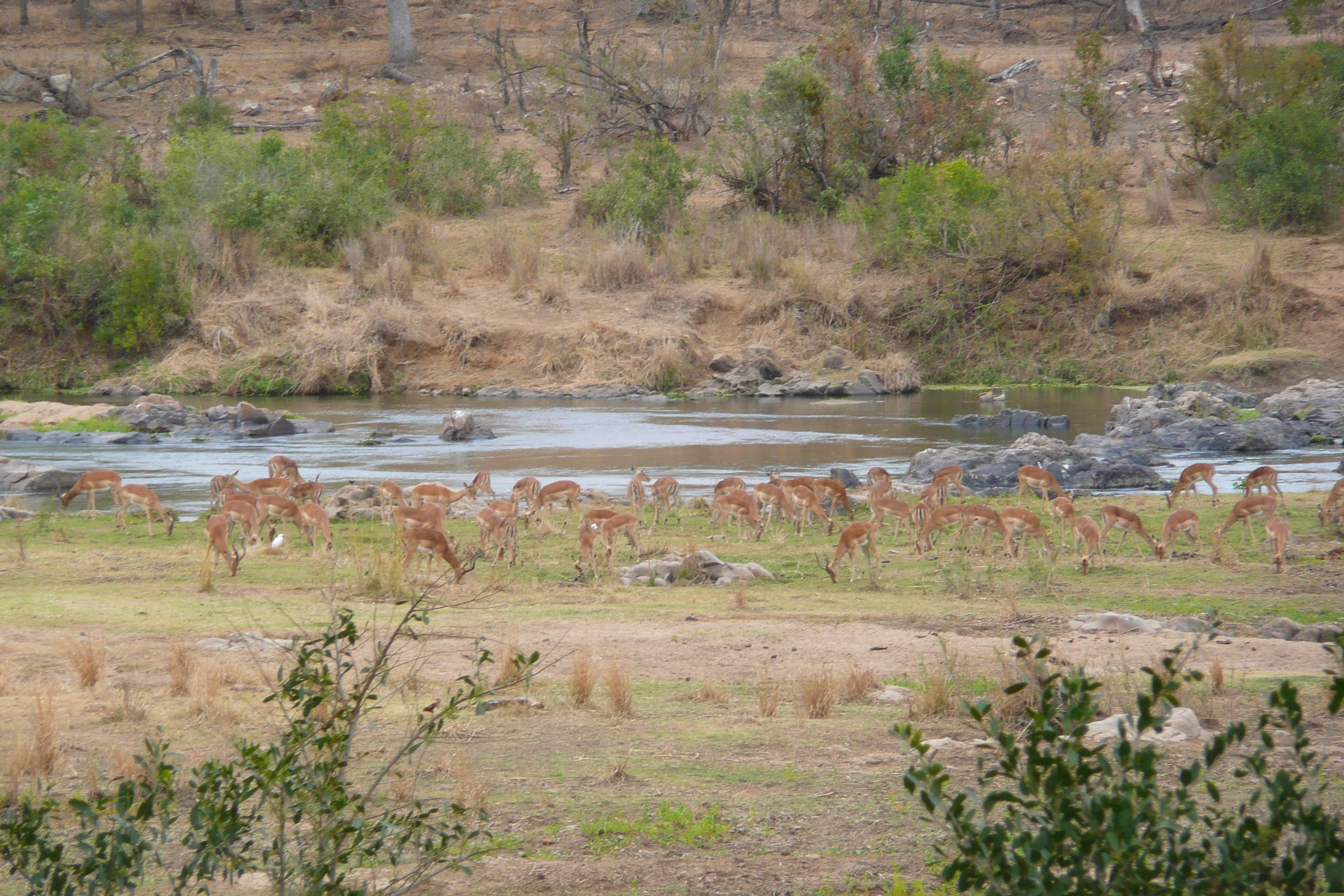 Picture South Africa Kruger National Park Crocodile River 2008-09 68 - Journey Crocodile River