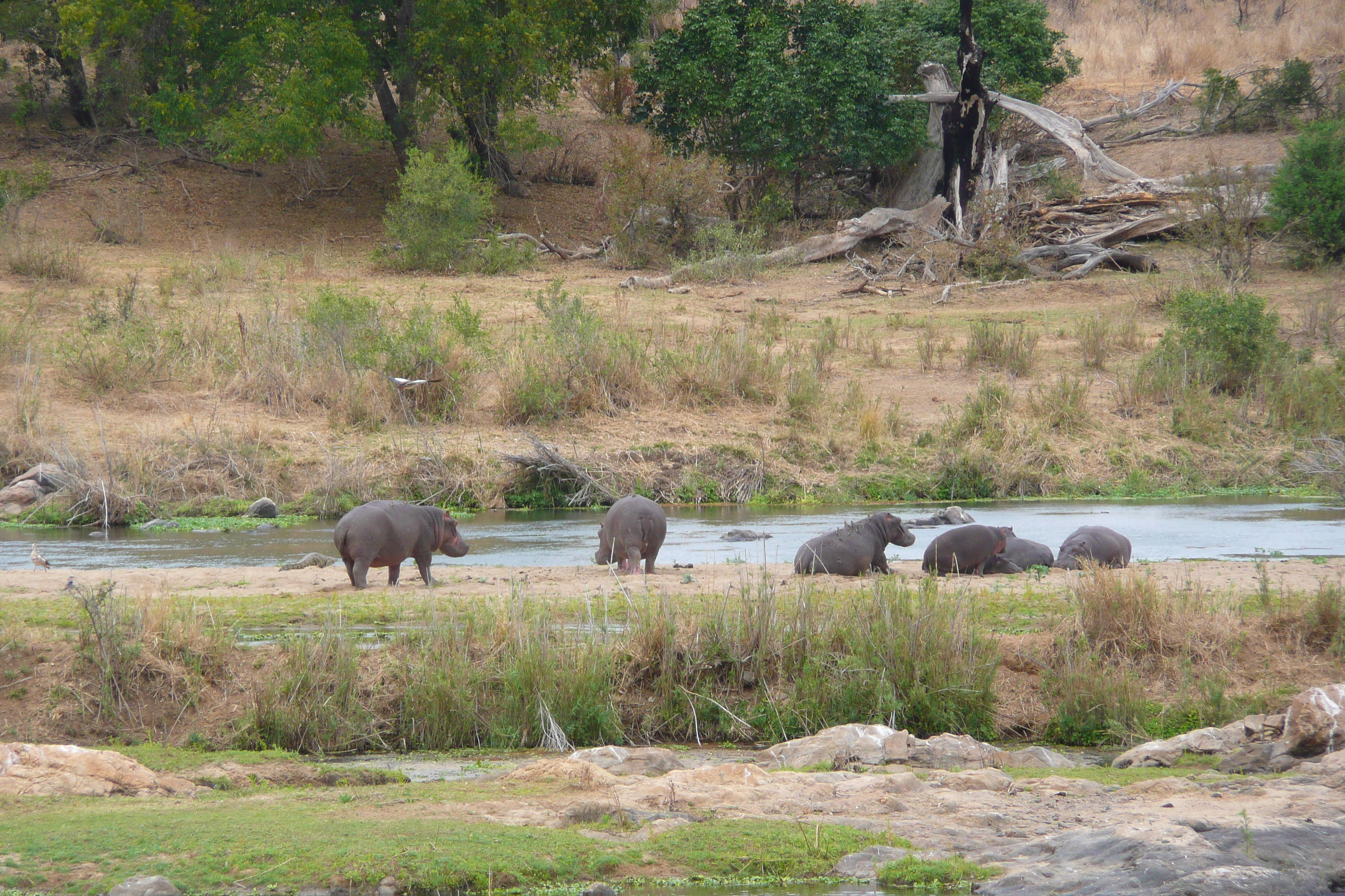 Picture South Africa Kruger National Park Crocodile River 2008-09 64 - Center Crocodile River