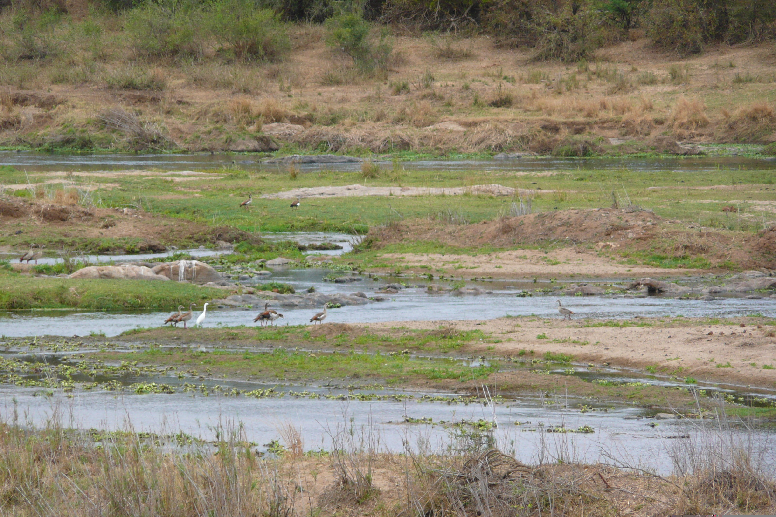 Picture South Africa Kruger National Park Crocodile River 2008-09 59 - Journey Crocodile River