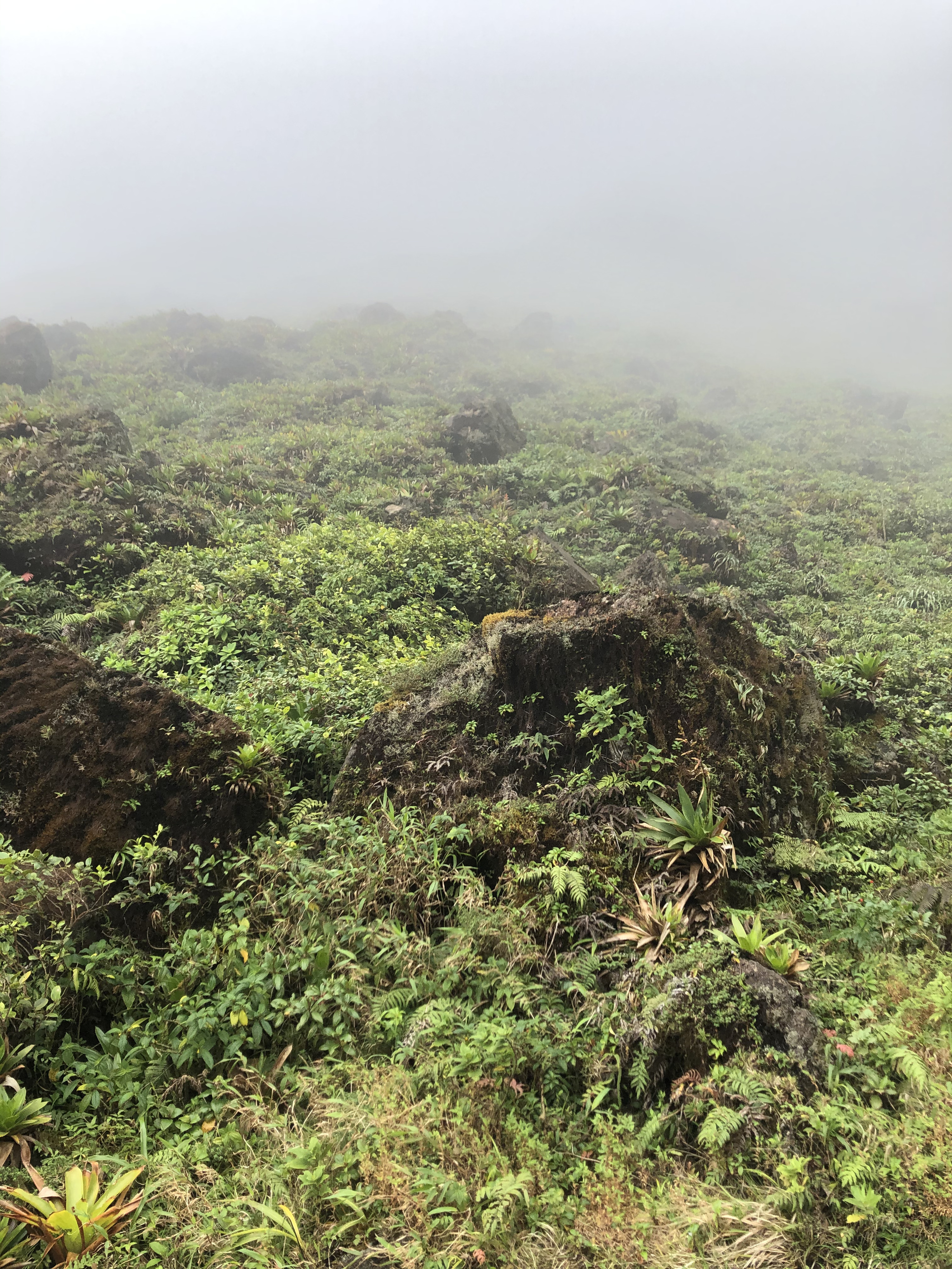 Picture Guadeloupe La Grande Soufriere 2021-02 47 - Around La Grande Soufriere