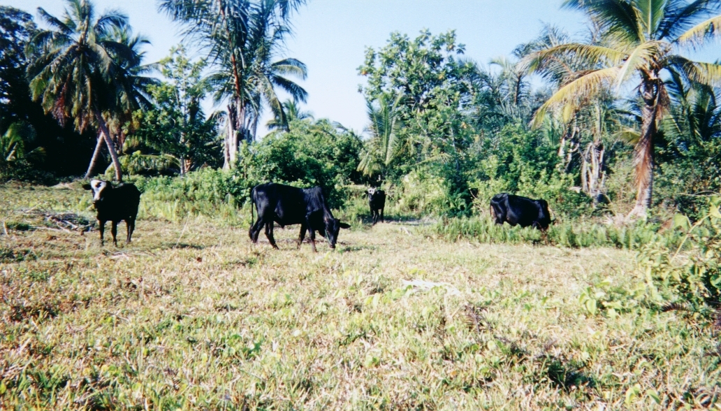 Picture Madagascar 1999-10 28 - Recreation Madagascar