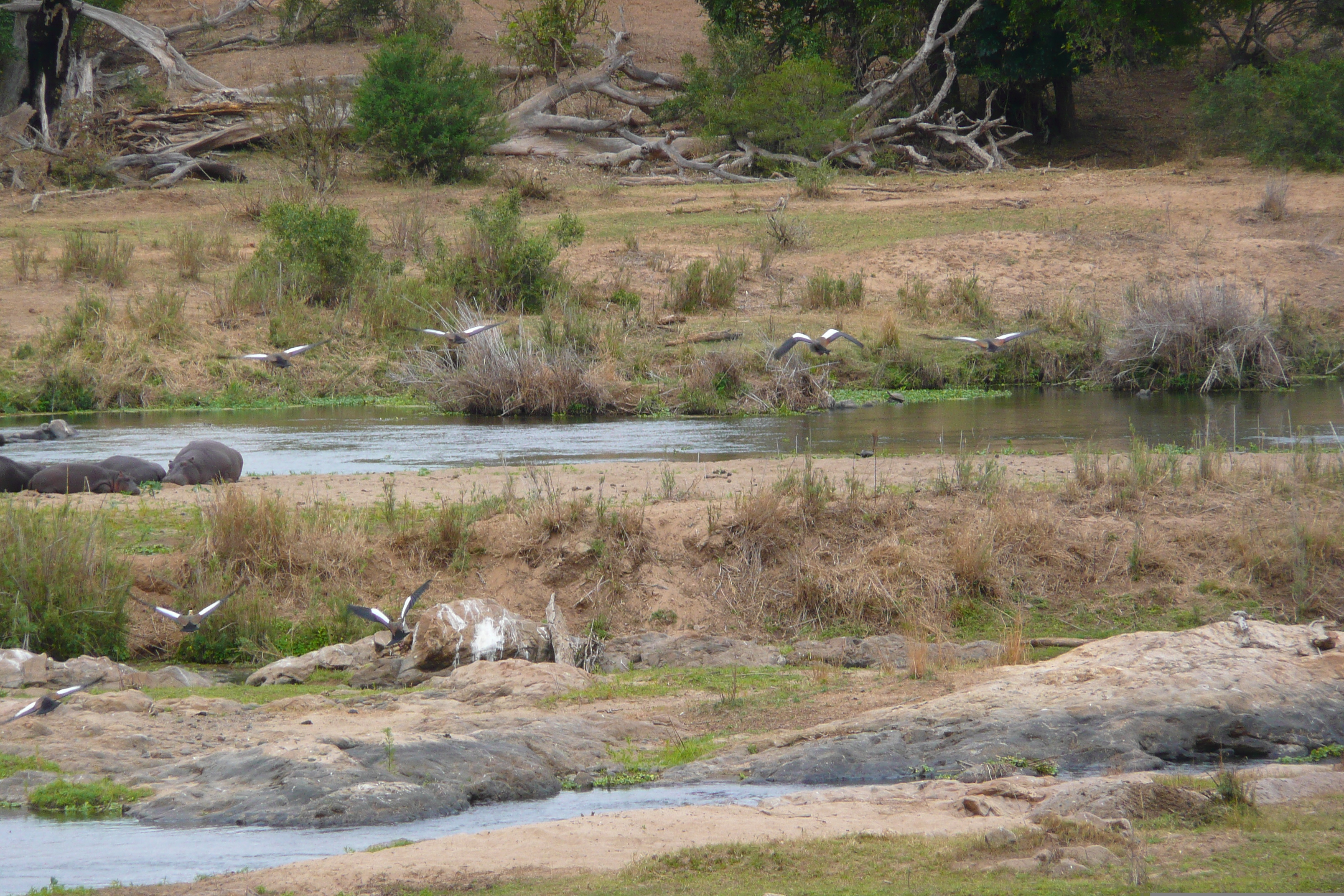 Picture South Africa Kruger National Park Crocodile River 2008-09 26 - Journey Crocodile River