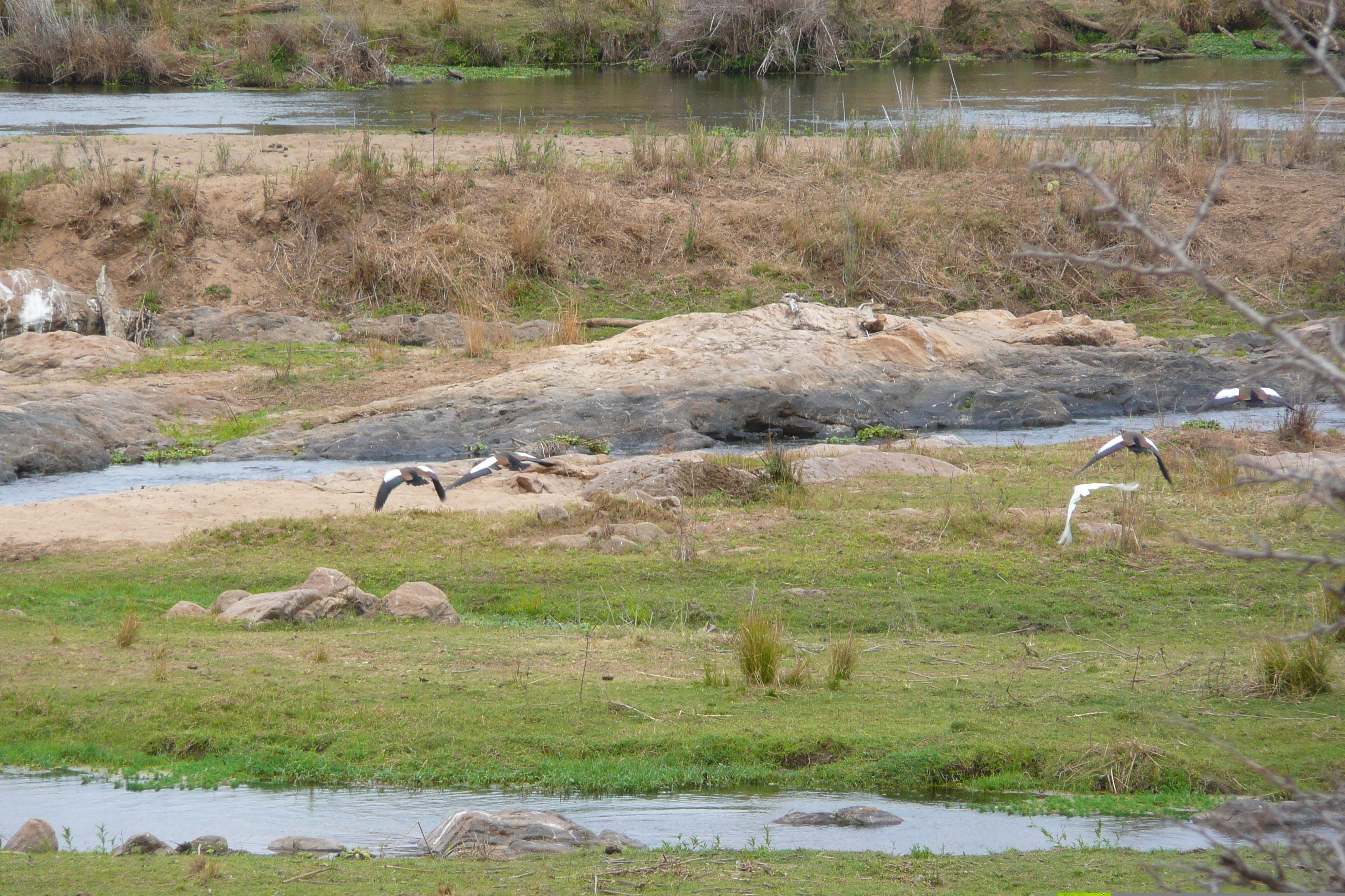 Picture South Africa Kruger National Park Crocodile River 2008-09 19 - Tours Crocodile River