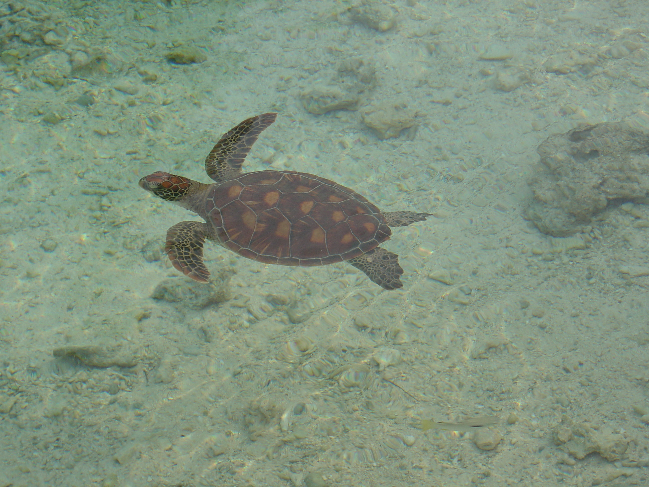 Picture Polynesia Meridien Bora Bora Hotel 2006-04 31 - Tours Meridien Bora Bora Hotel