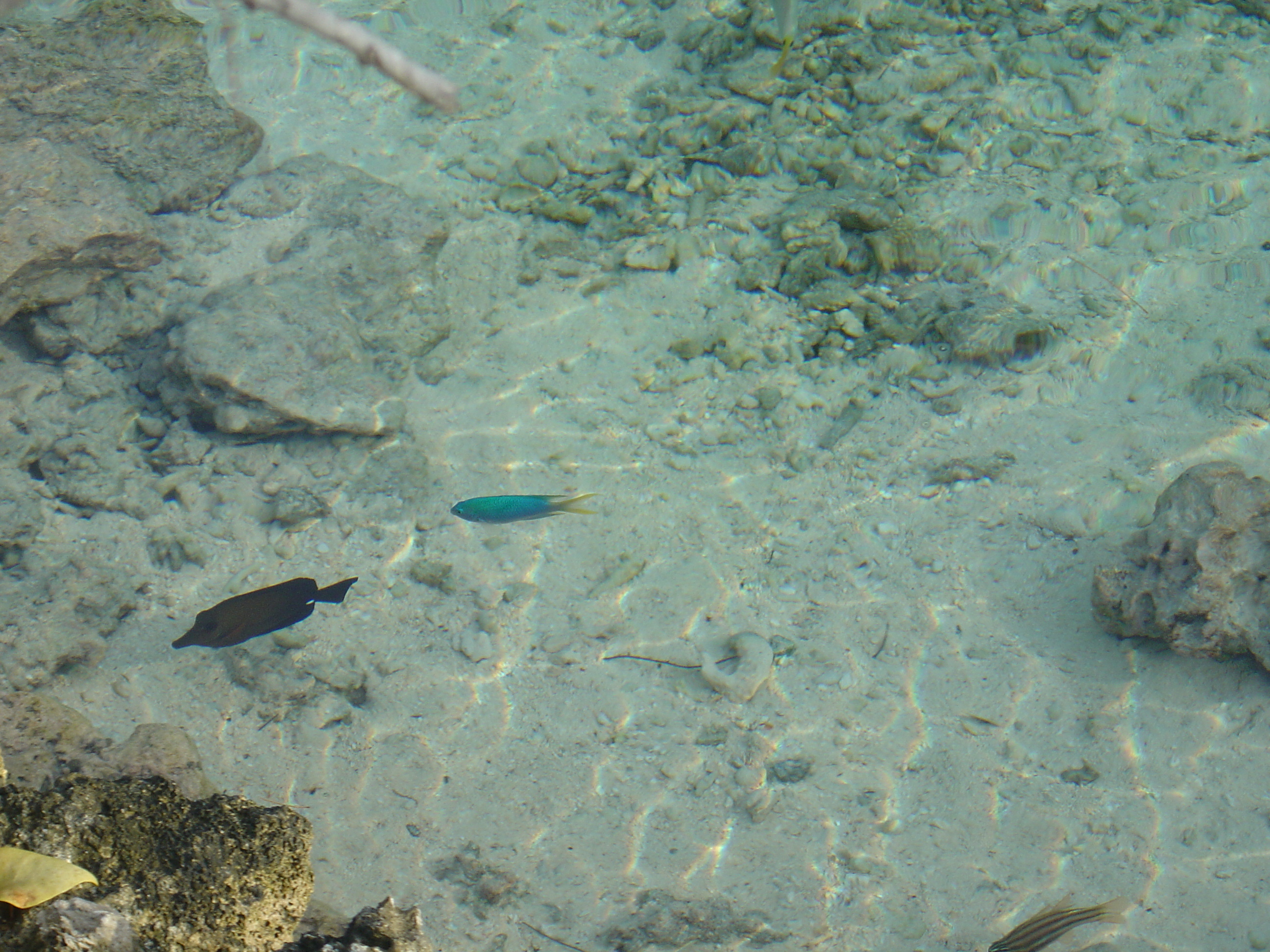 Picture Polynesia Meridien Bora Bora Hotel 2006-04 22 - Center Meridien Bora Bora Hotel