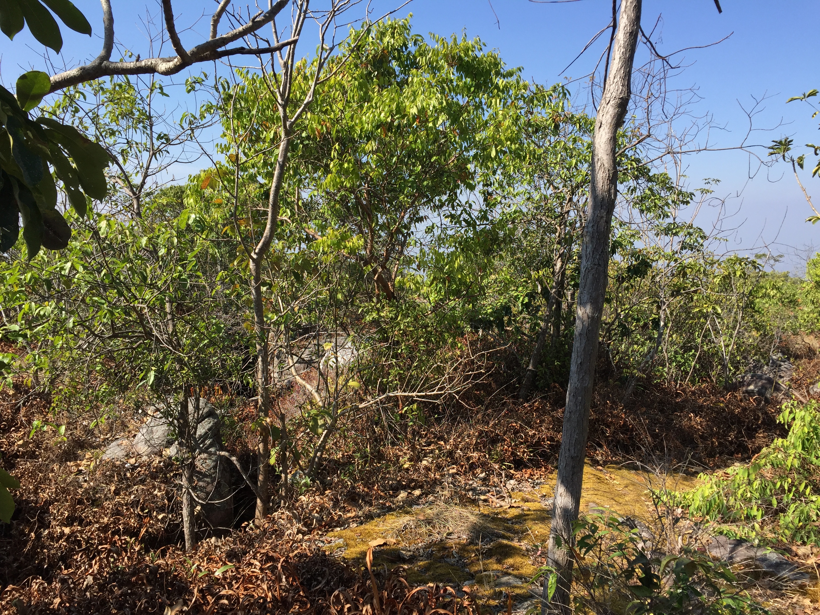 Picture Thailand Phu Hin Rong Kla National Park 2014-12 350 - Around Phu Hin Rong Kla National Park