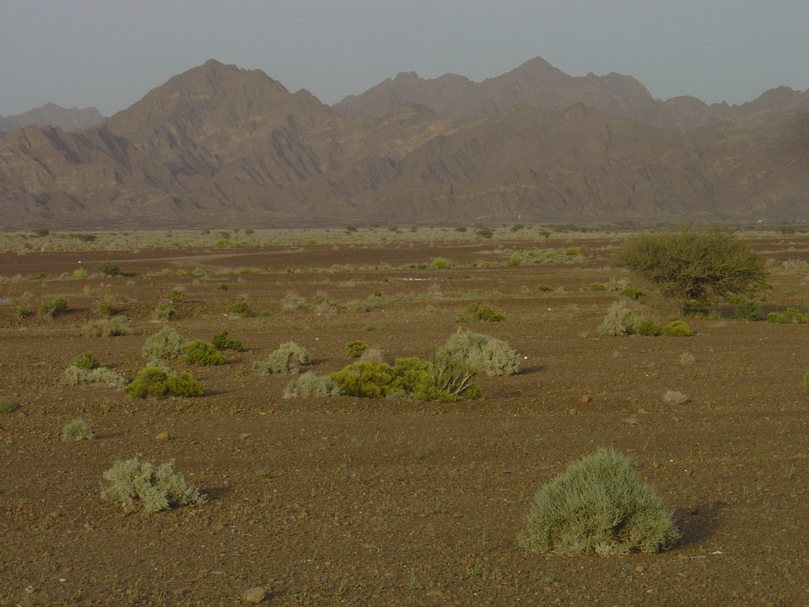 Picture Sultanate of Oman Buraimi to Mahada road 2005-03 19 - Journey Buraimi to Mahada road