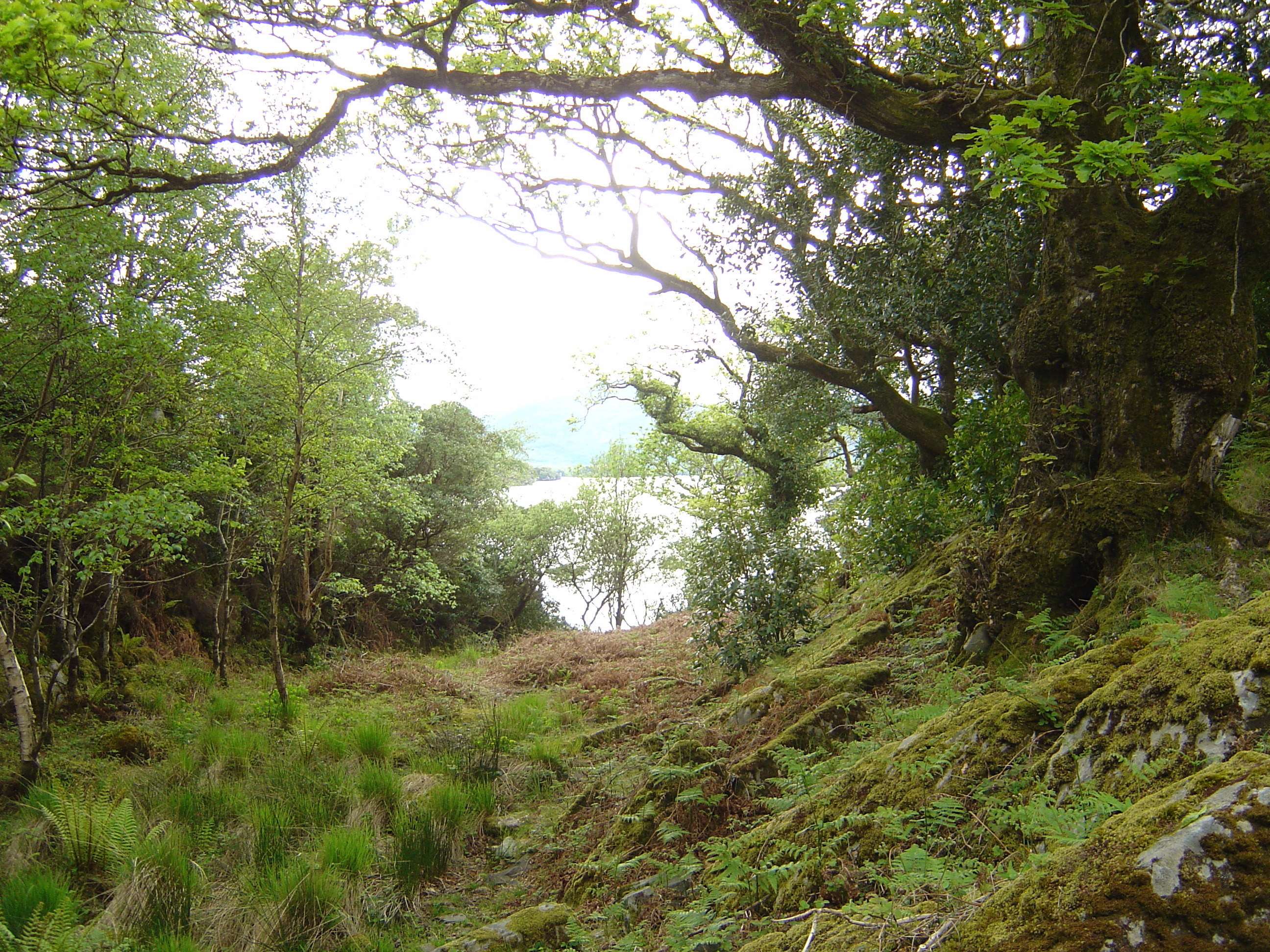 Picture Ireland Kerry Killarney National Park 2004-05 40 - Tour Killarney National Park