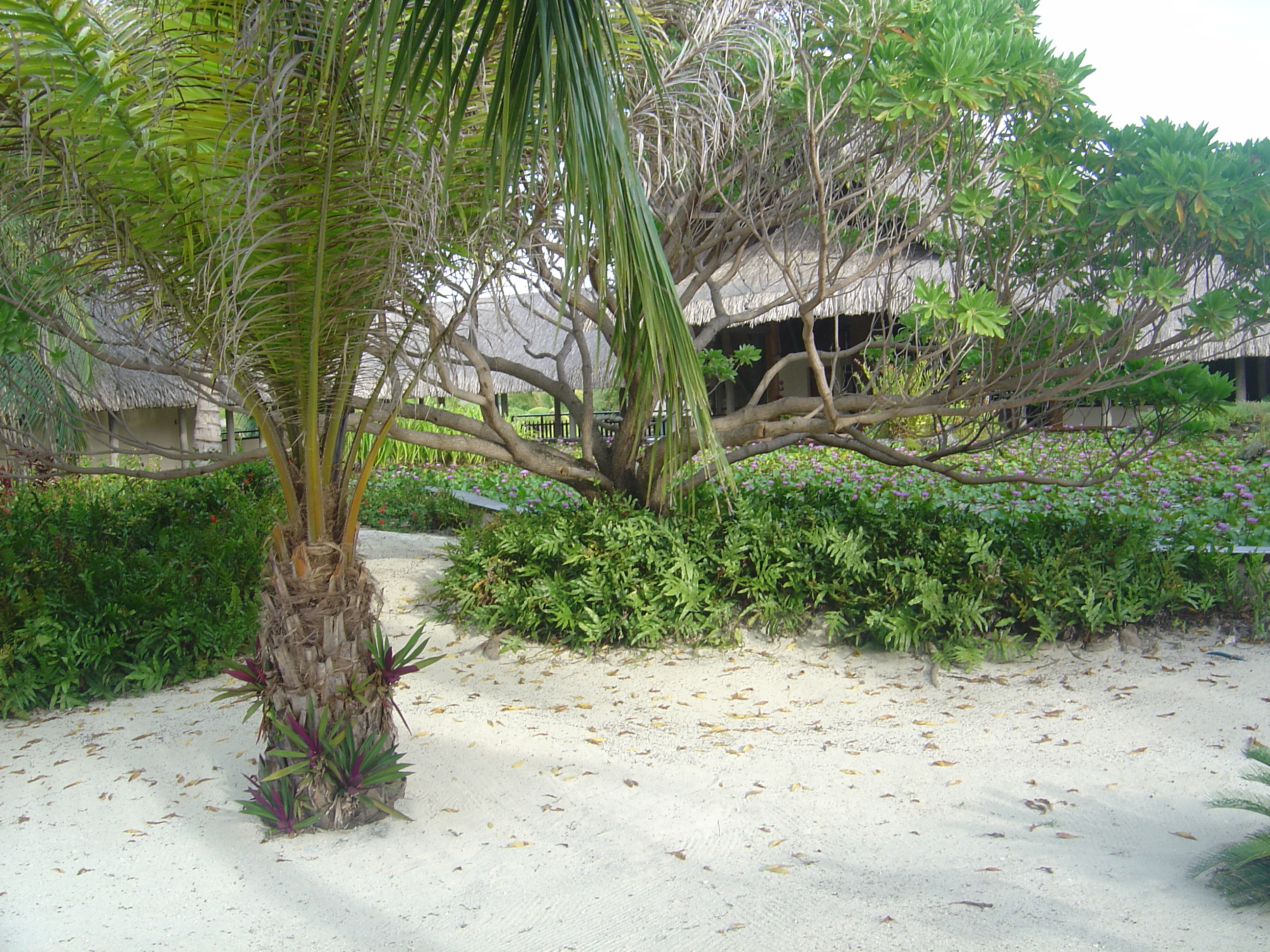 Picture Polynesia Meridien Bora Bora Hotel 2006-04 70 - Center Meridien Bora Bora Hotel