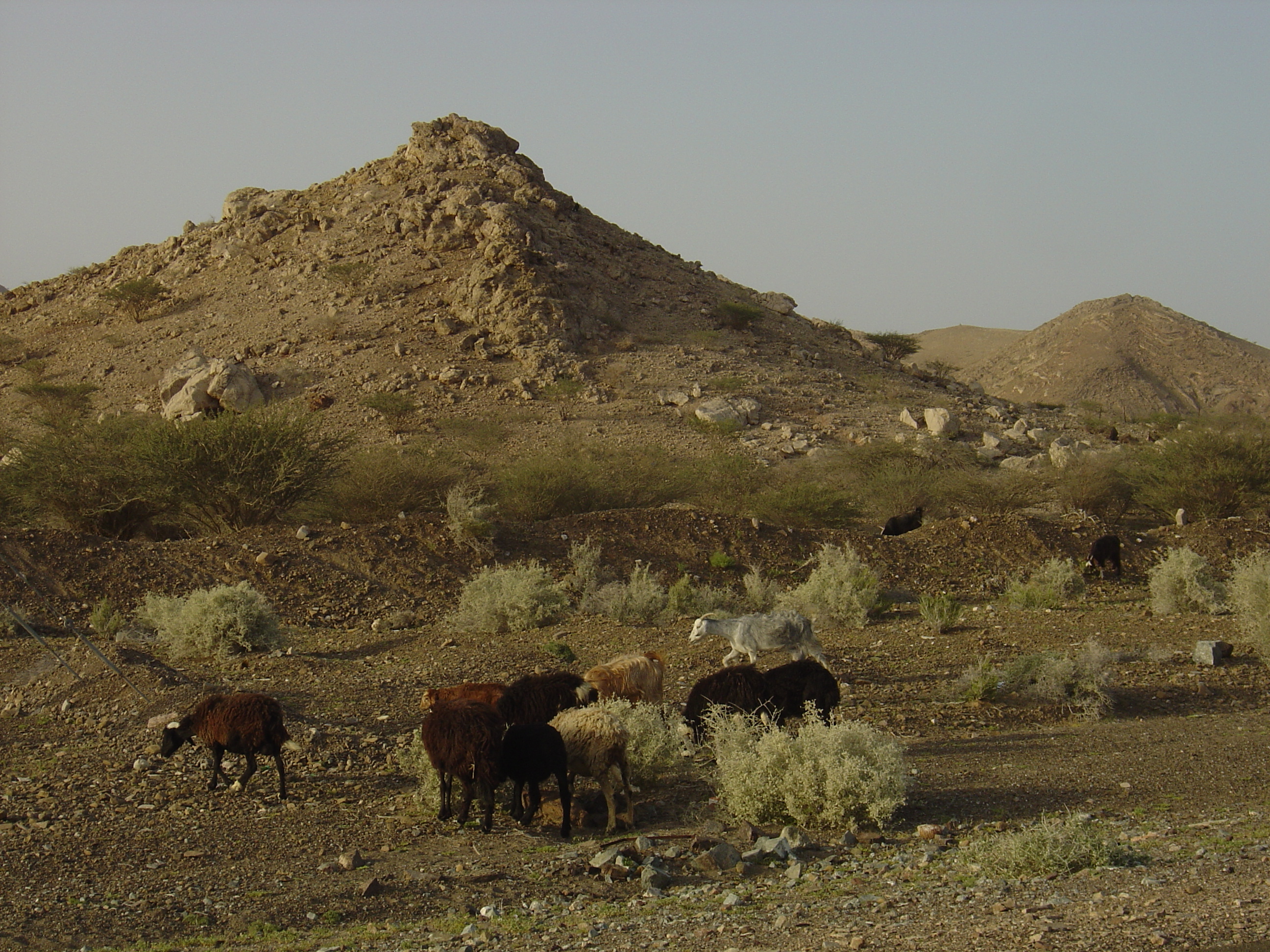 Picture Sultanate of Oman Buraimi to Mahada road 2005-03 13 - Tour Buraimi to Mahada road