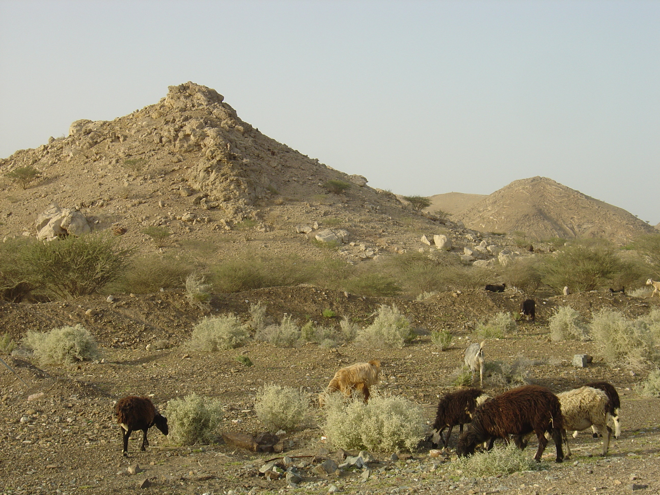 Picture Sultanate of Oman Buraimi to Mahada road 2005-03 11 - Tour Buraimi to Mahada road