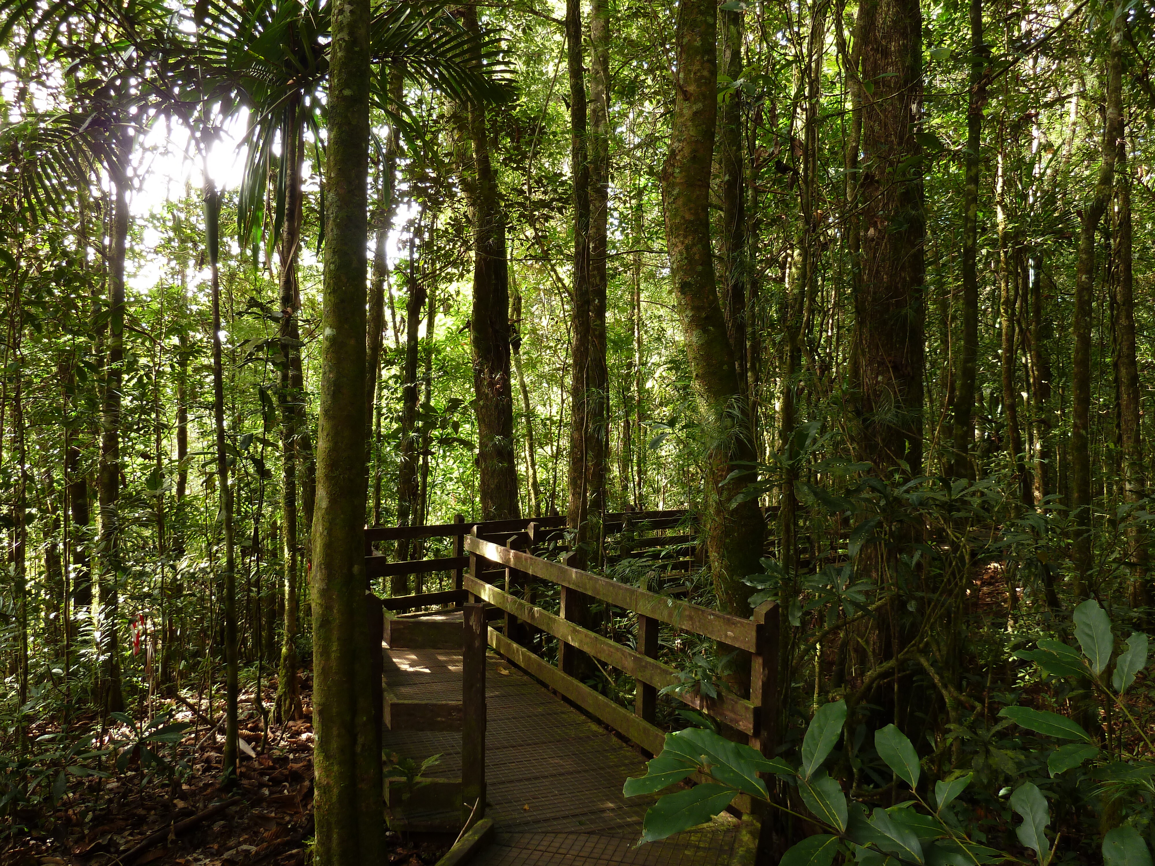 Picture New Caledonia Parc de la Riviere Bleue Le Grand Kaori 2010-05 50 - Tour Le Grand Kaori