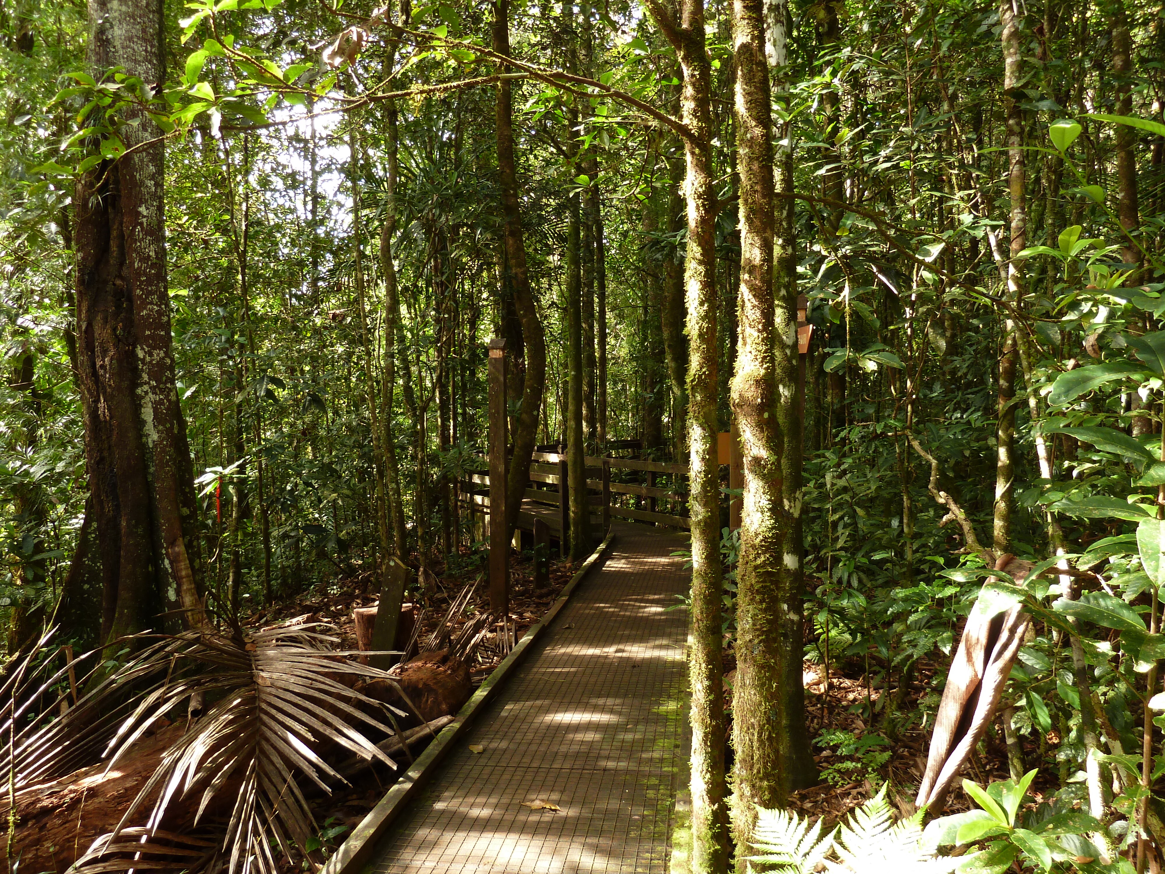 Picture New Caledonia Parc de la Riviere Bleue Le Grand Kaori 2010-05 52 - Journey Le Grand Kaori