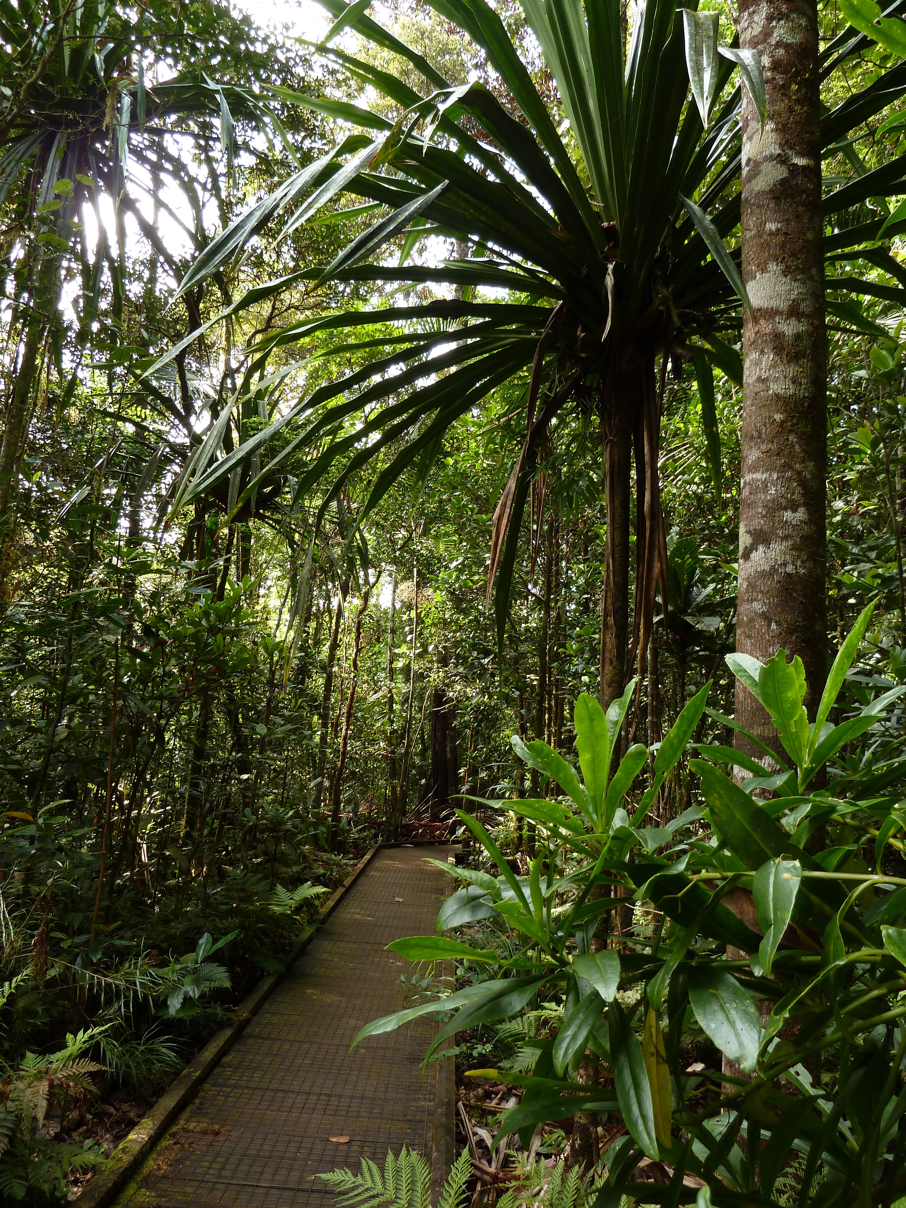 Picture New Caledonia Parc de la Riviere Bleue Le Grand Kaori 2010-05 11 - Discovery Le Grand Kaori