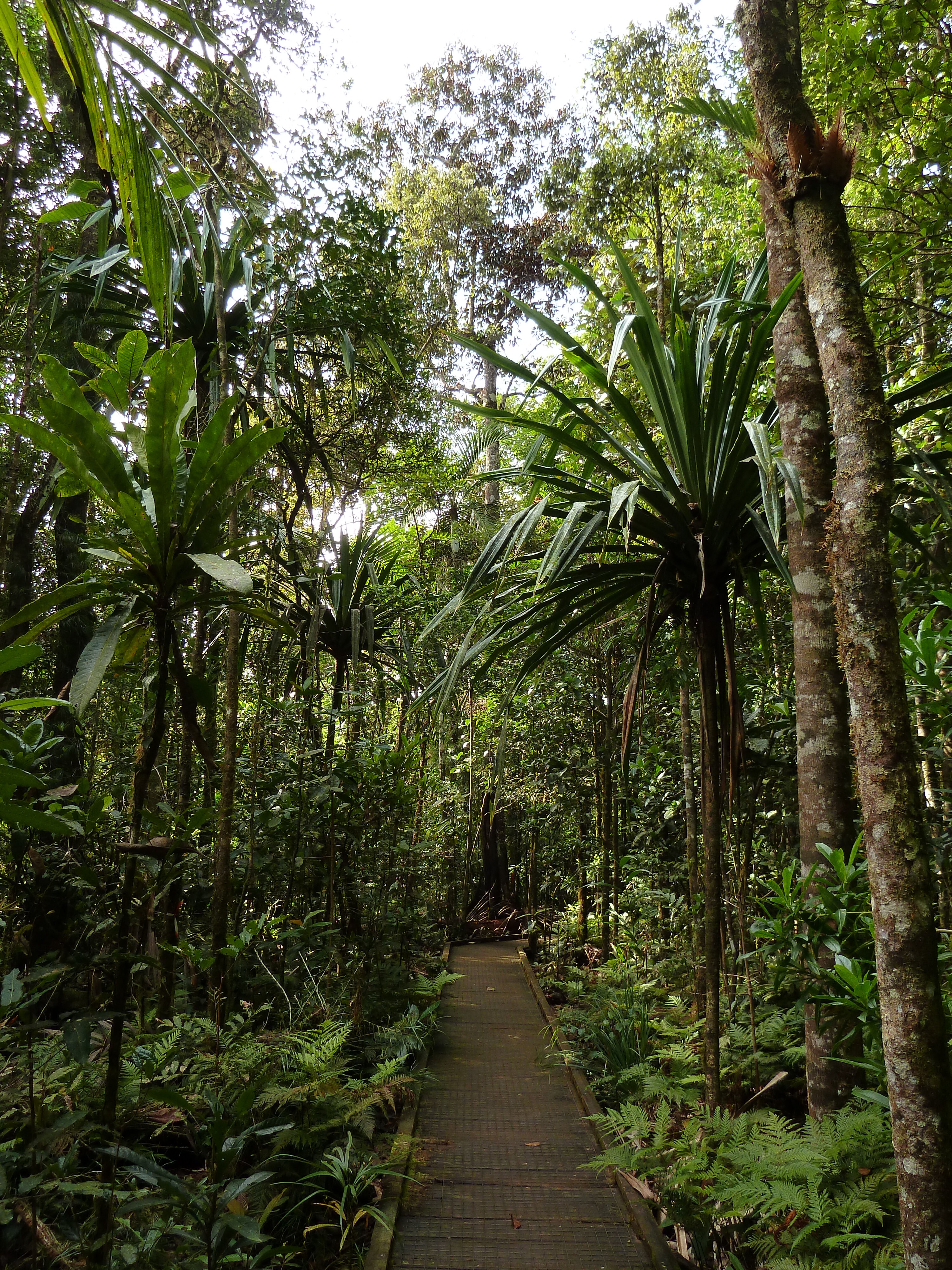 Picture New Caledonia Parc de la Riviere Bleue Le Grand Kaori 2010-05 8 - Tours Le Grand Kaori